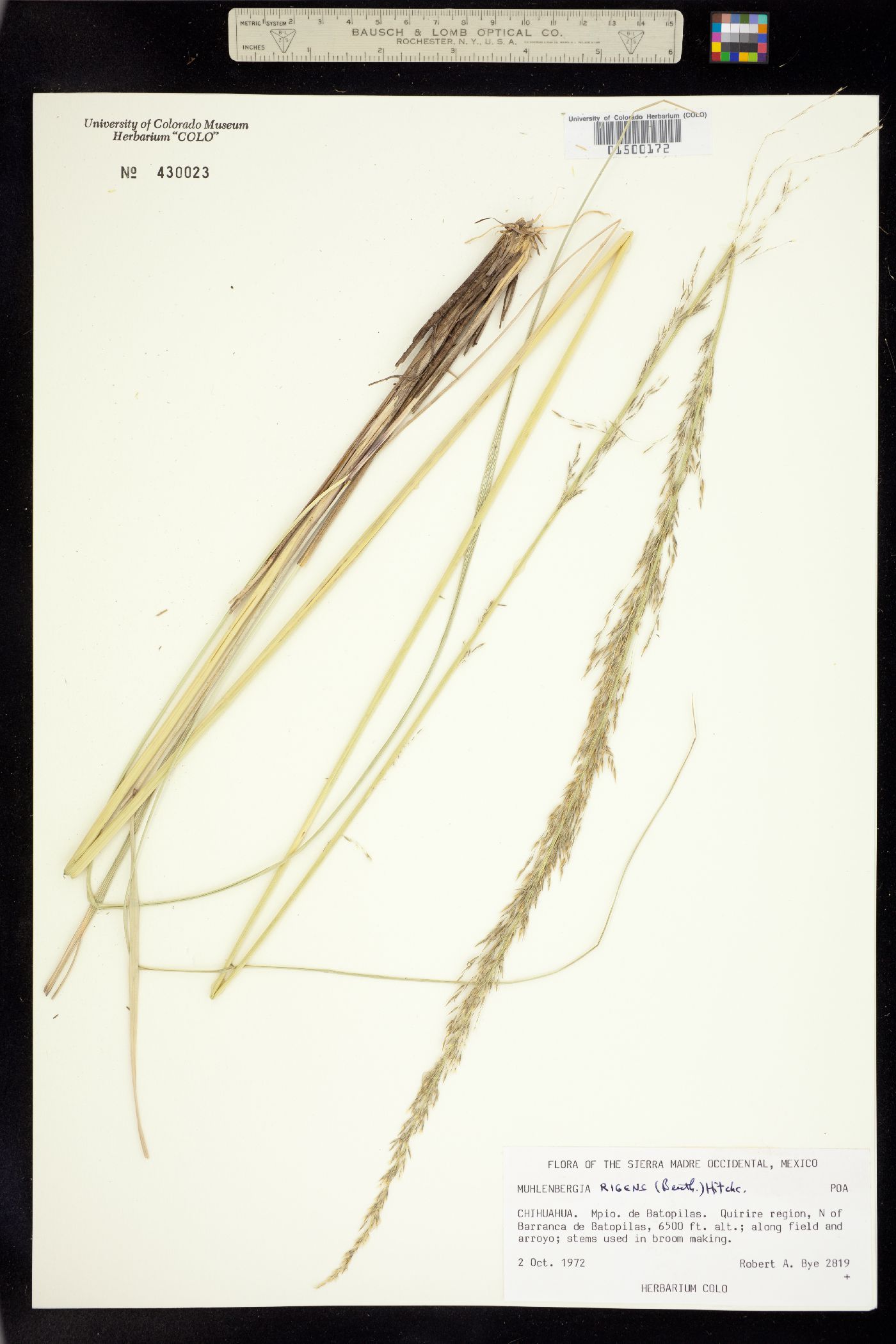 Muhlenbergia rigens image