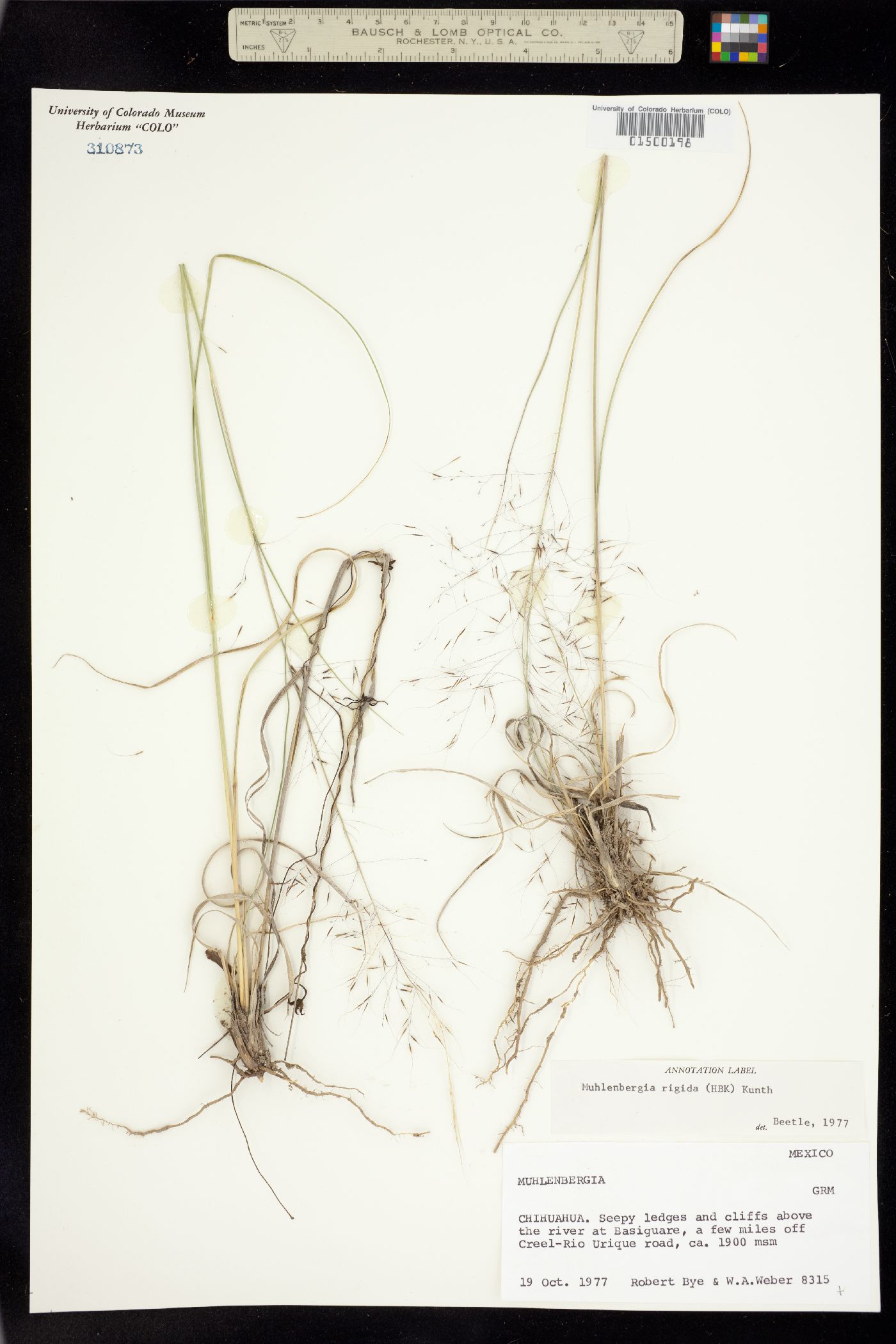 Muhlenbergia rigida image