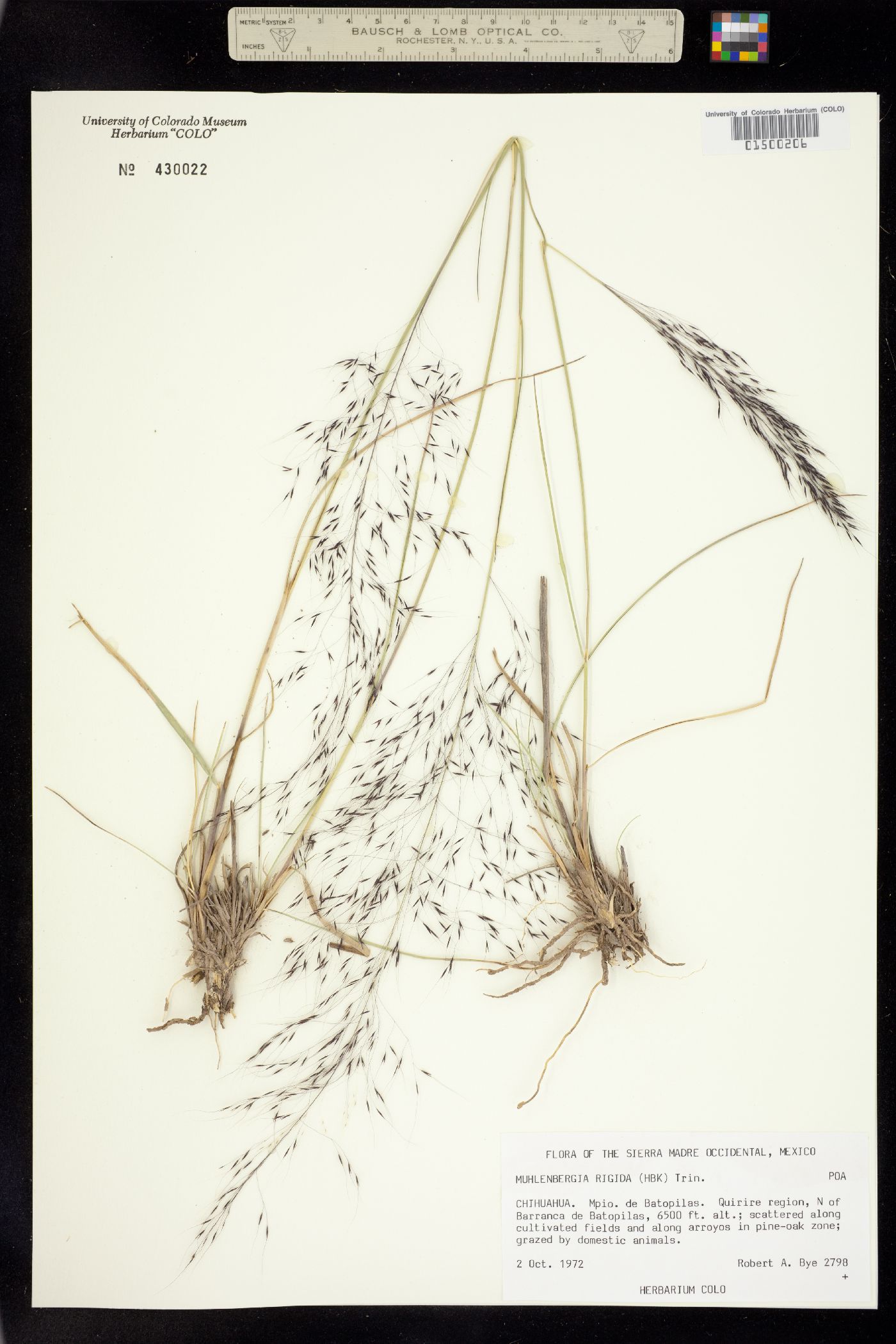 Muhlenbergia rigida image