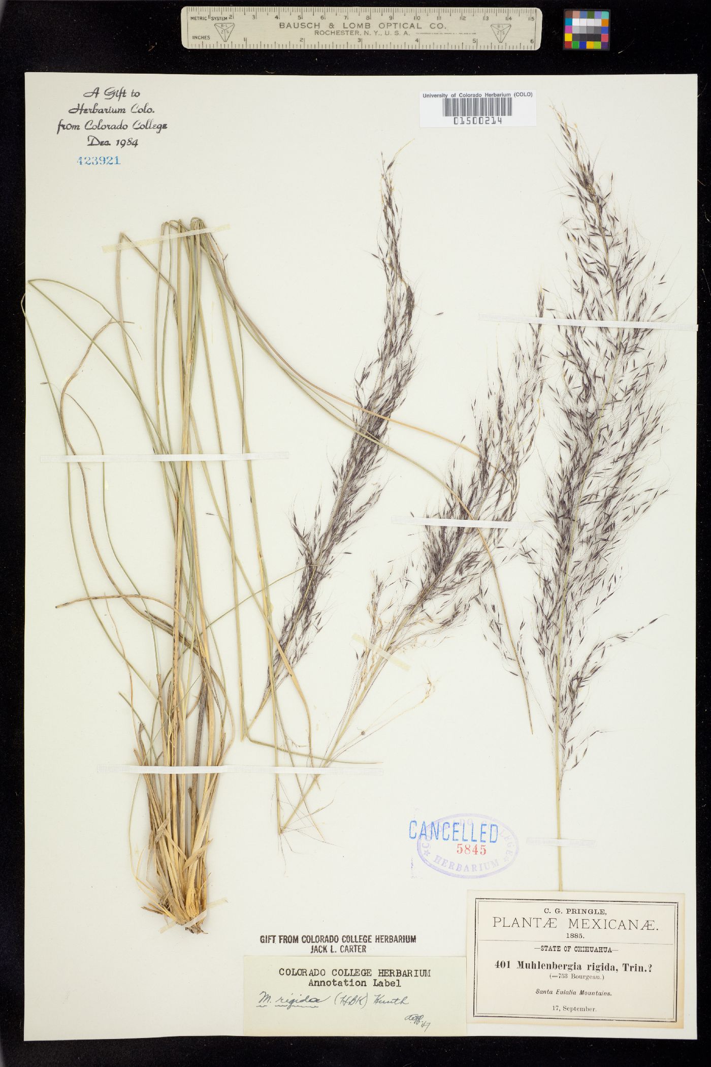 Muhlenbergia rigida image