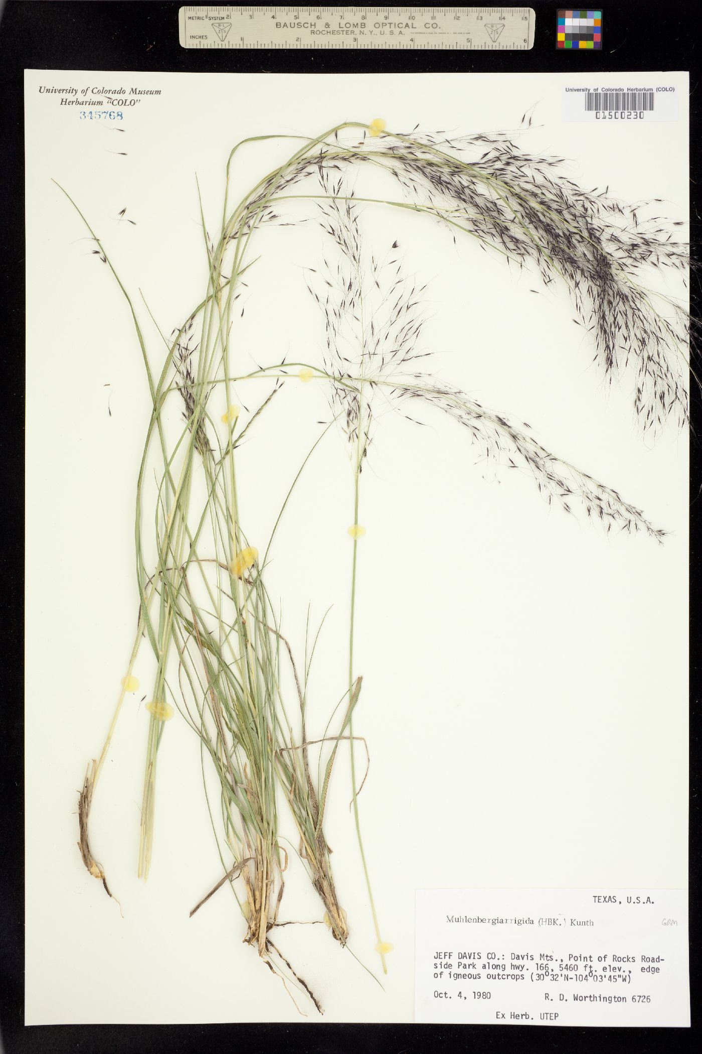 Muhlenbergia rigida image