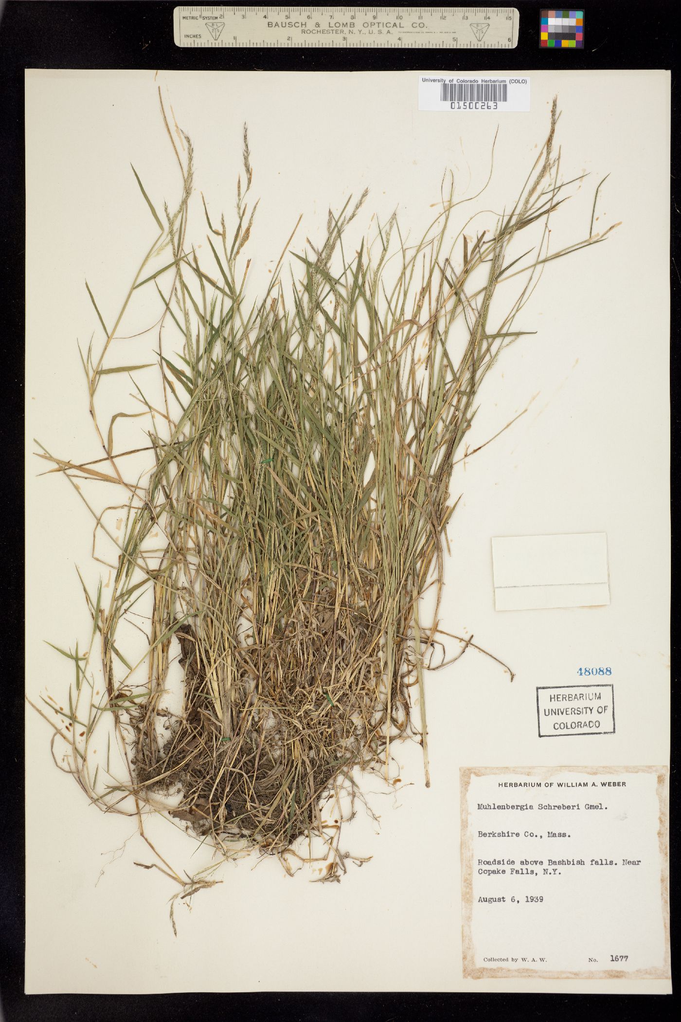 Muhlenbergia schreberi image