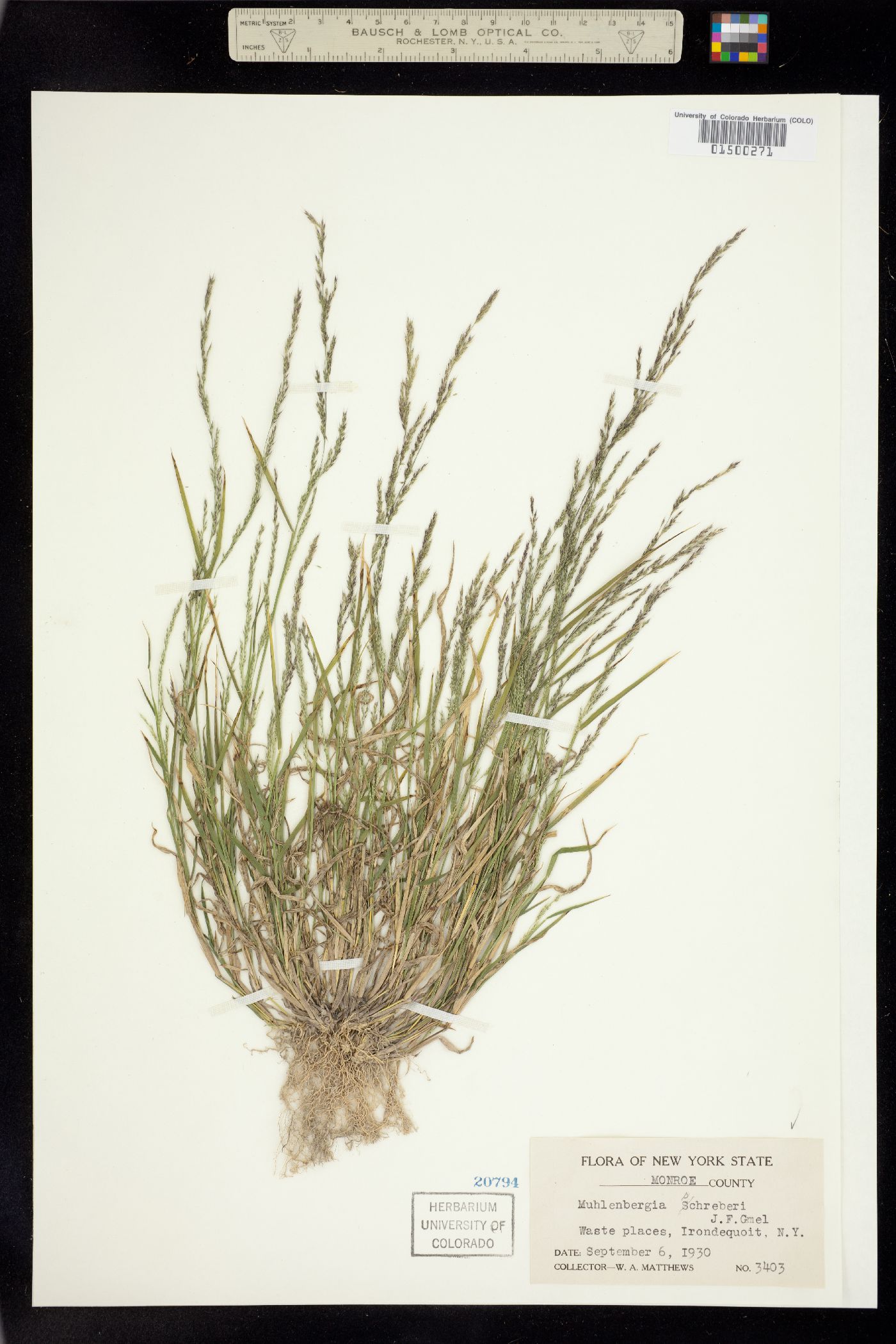 Muhlenbergia schreberi image