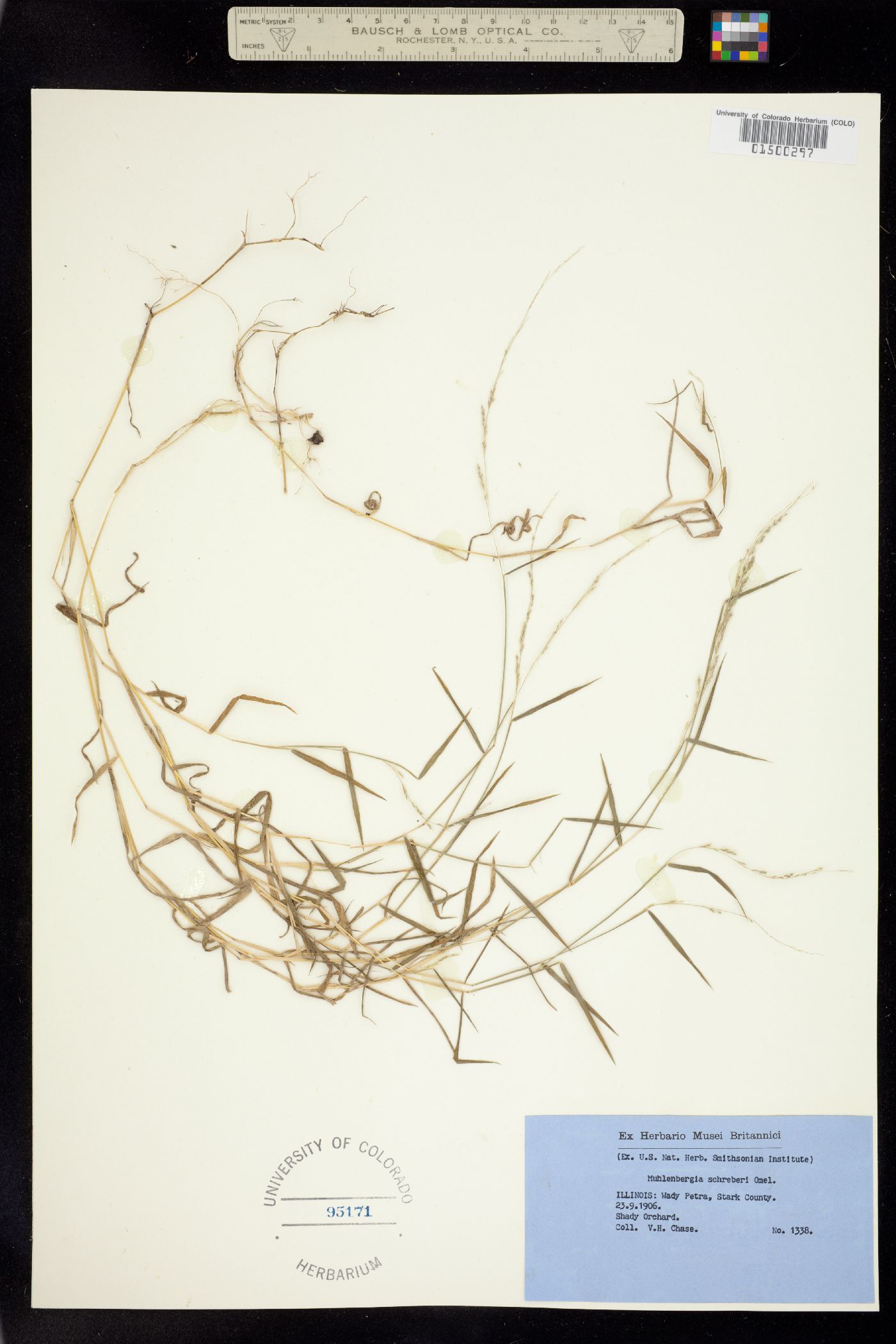 Muhlenbergia schreberi image