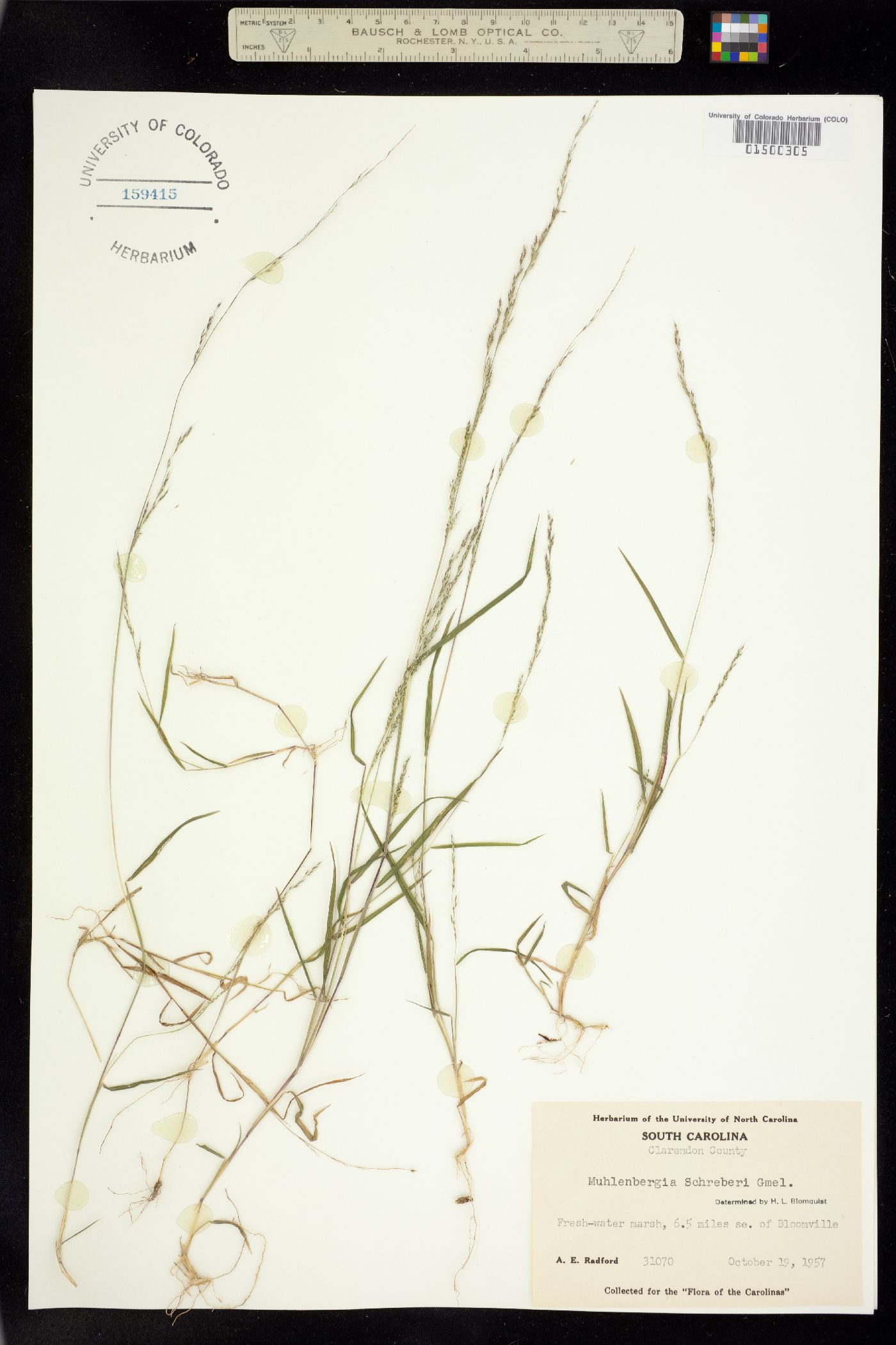 Muhlenbergia schreberi image