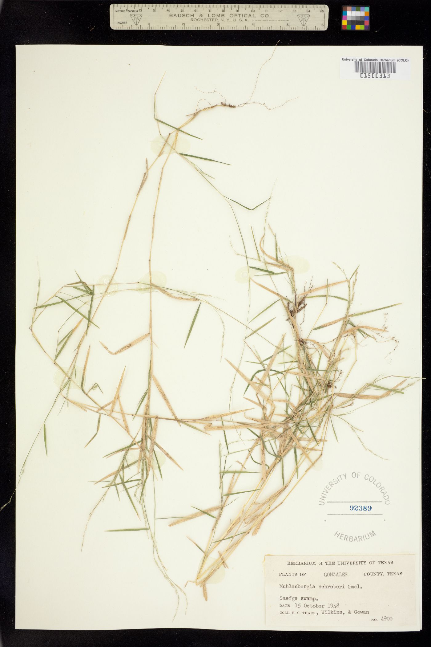 Muhlenbergia schreberi image