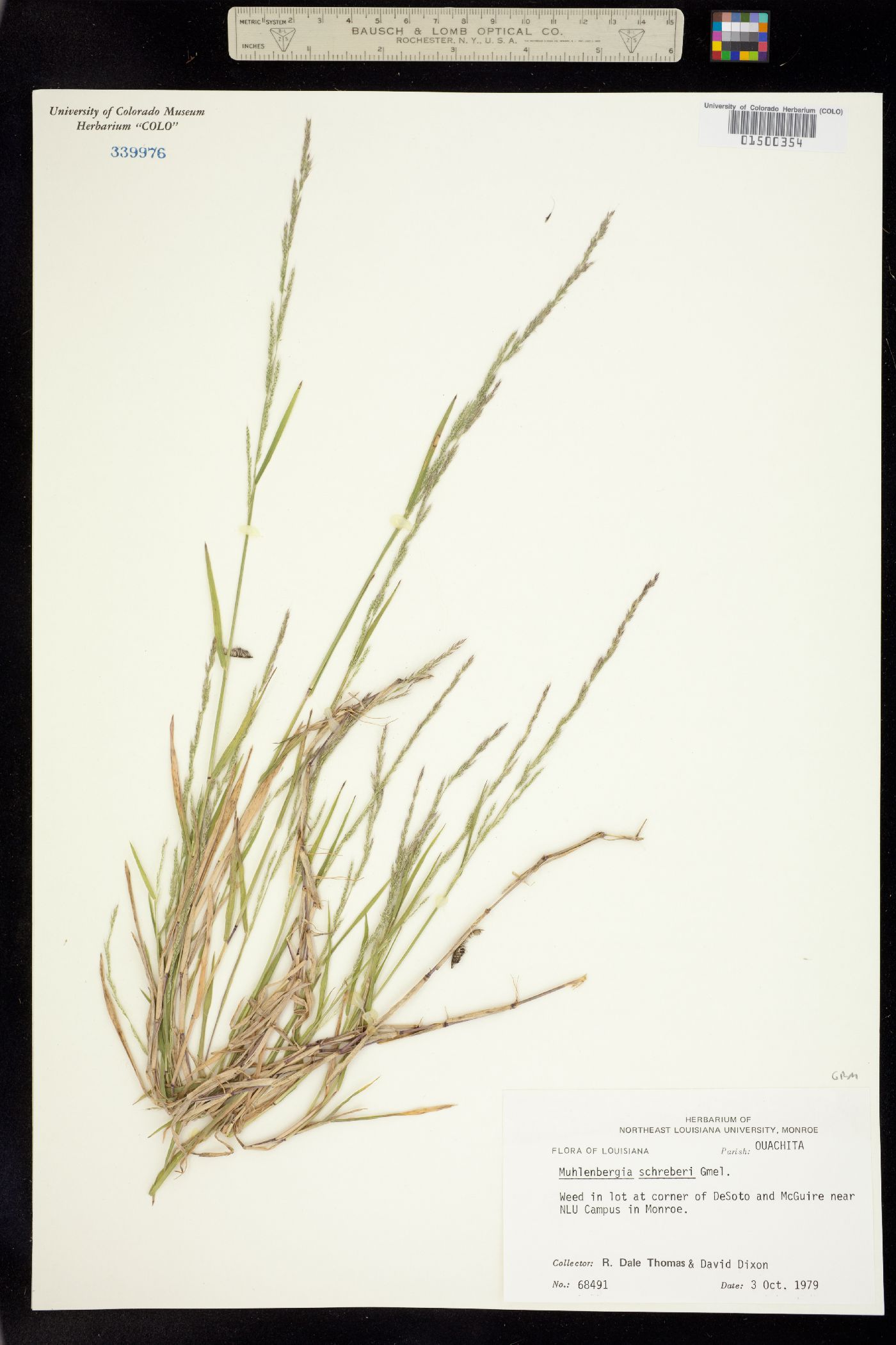 Muhlenbergia schreberi image