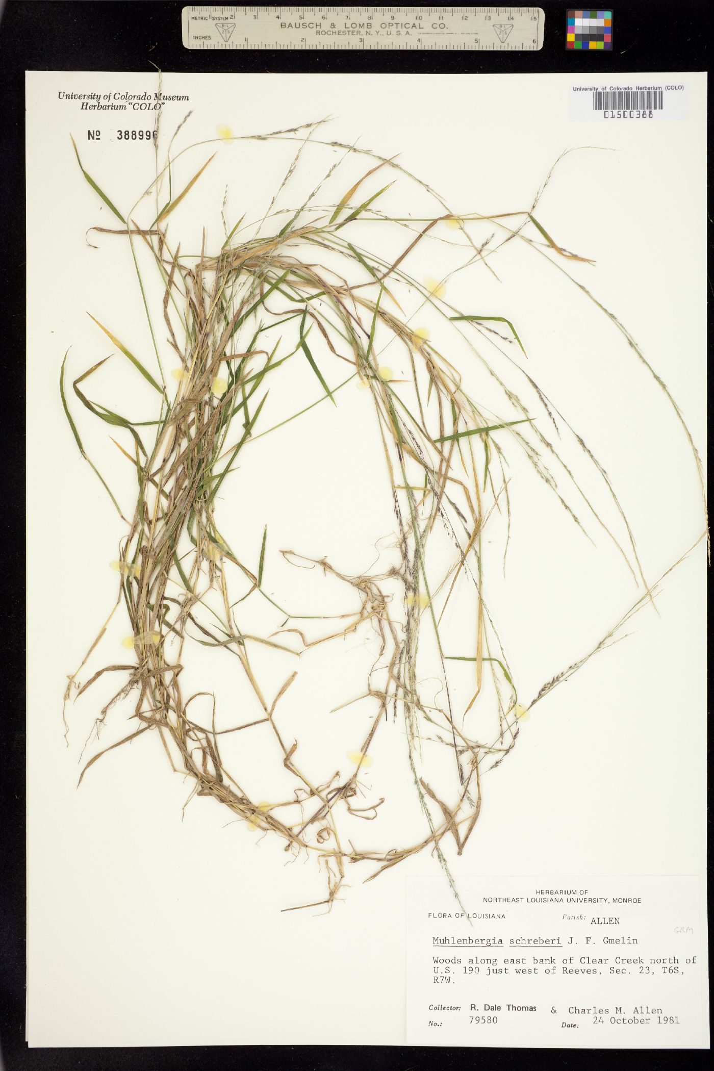 Muhlenbergia schreberi image