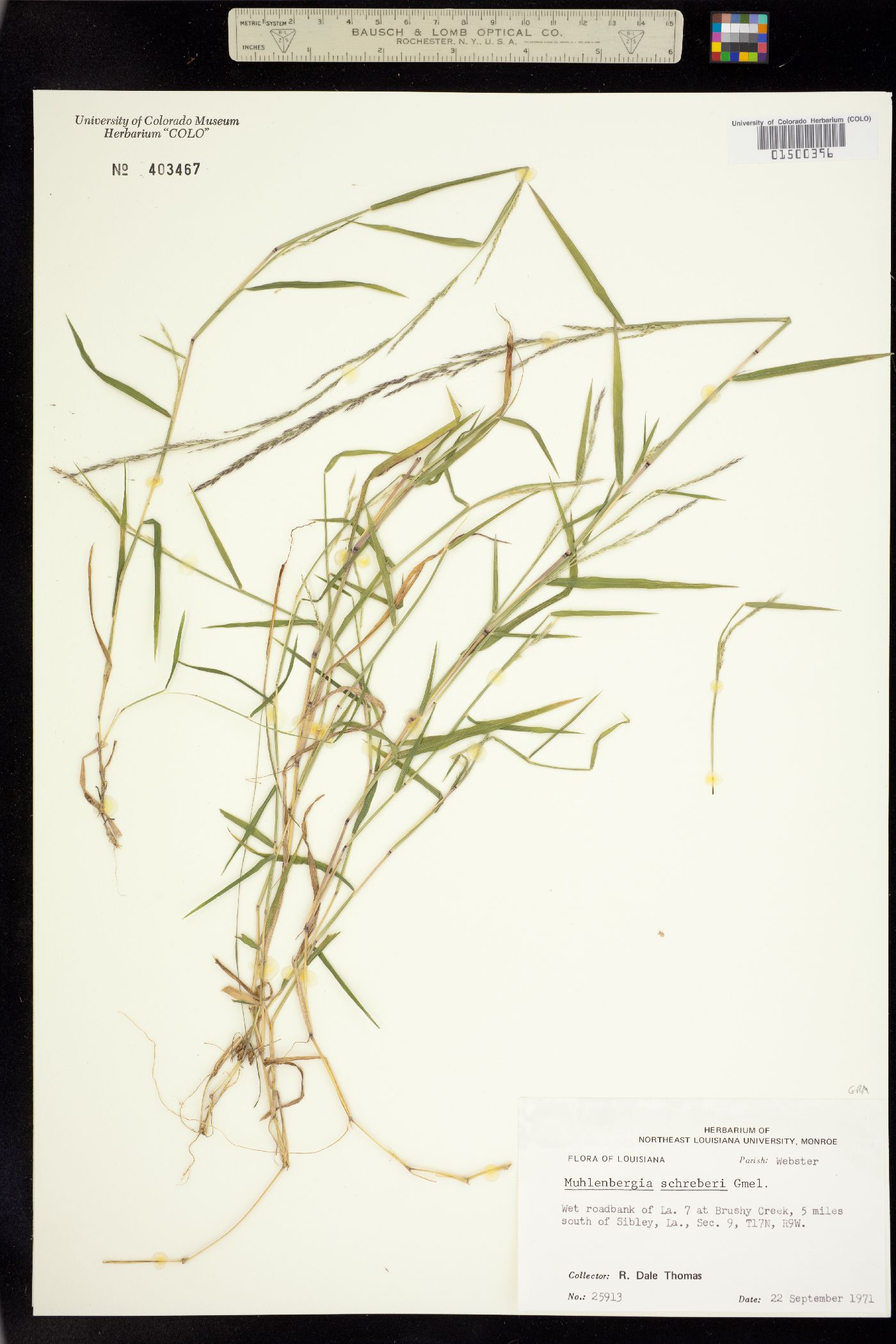 Muhlenbergia schreberi image