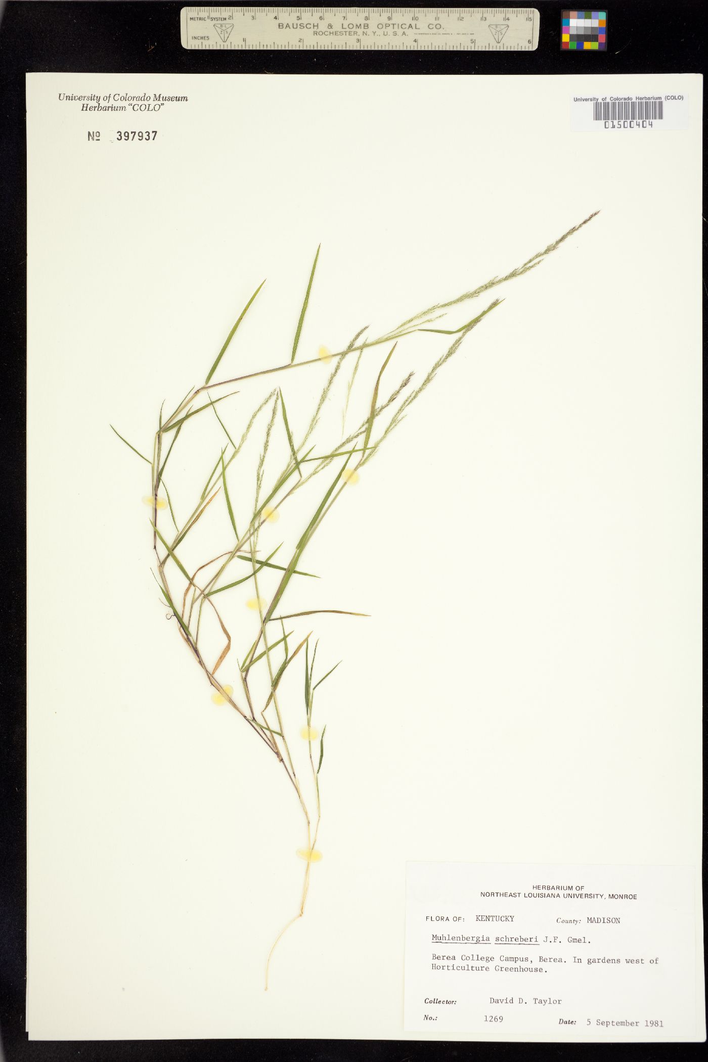 Muhlenbergia schreberi image
