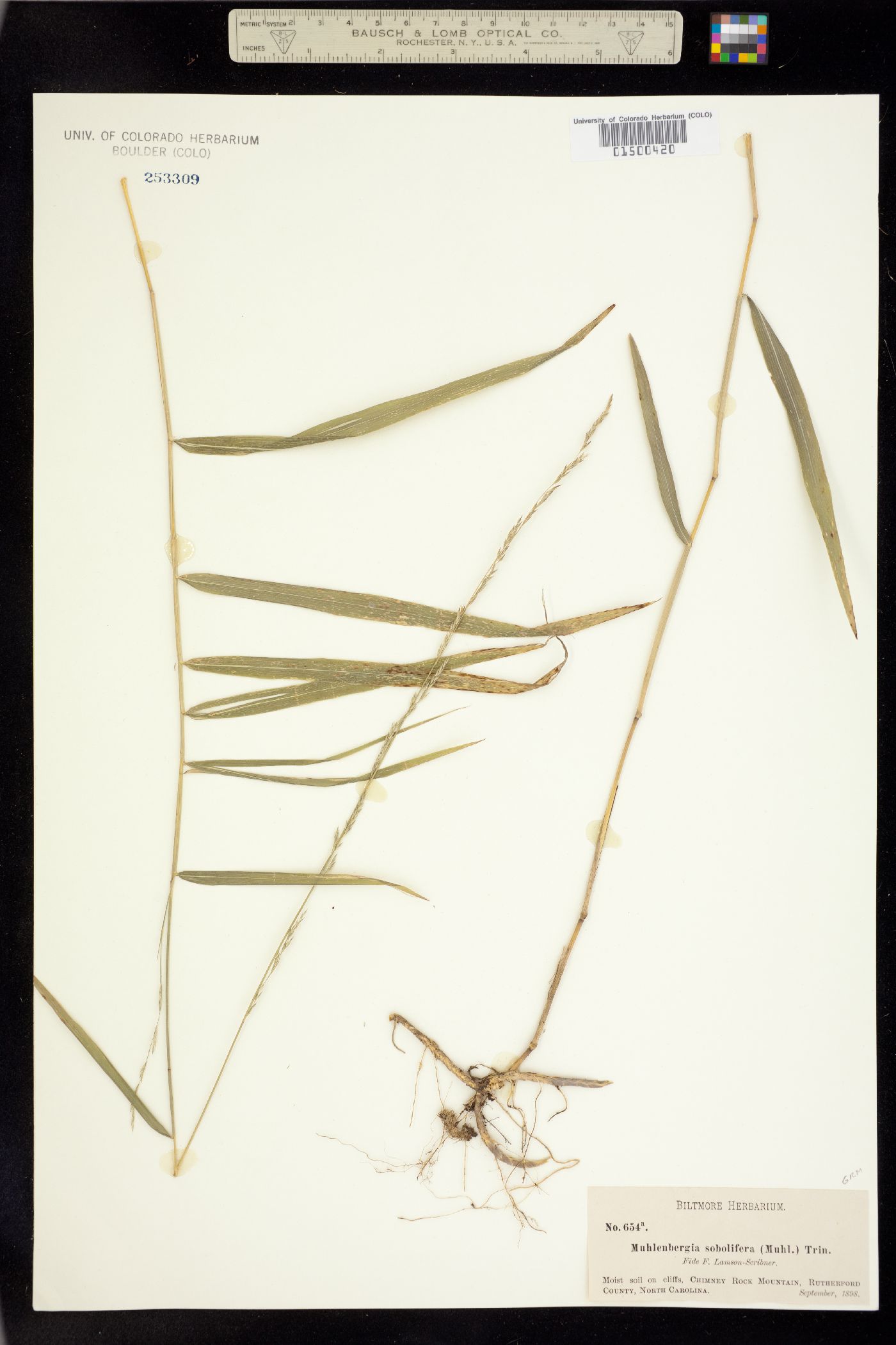 Muhlenbergia sobolifera image