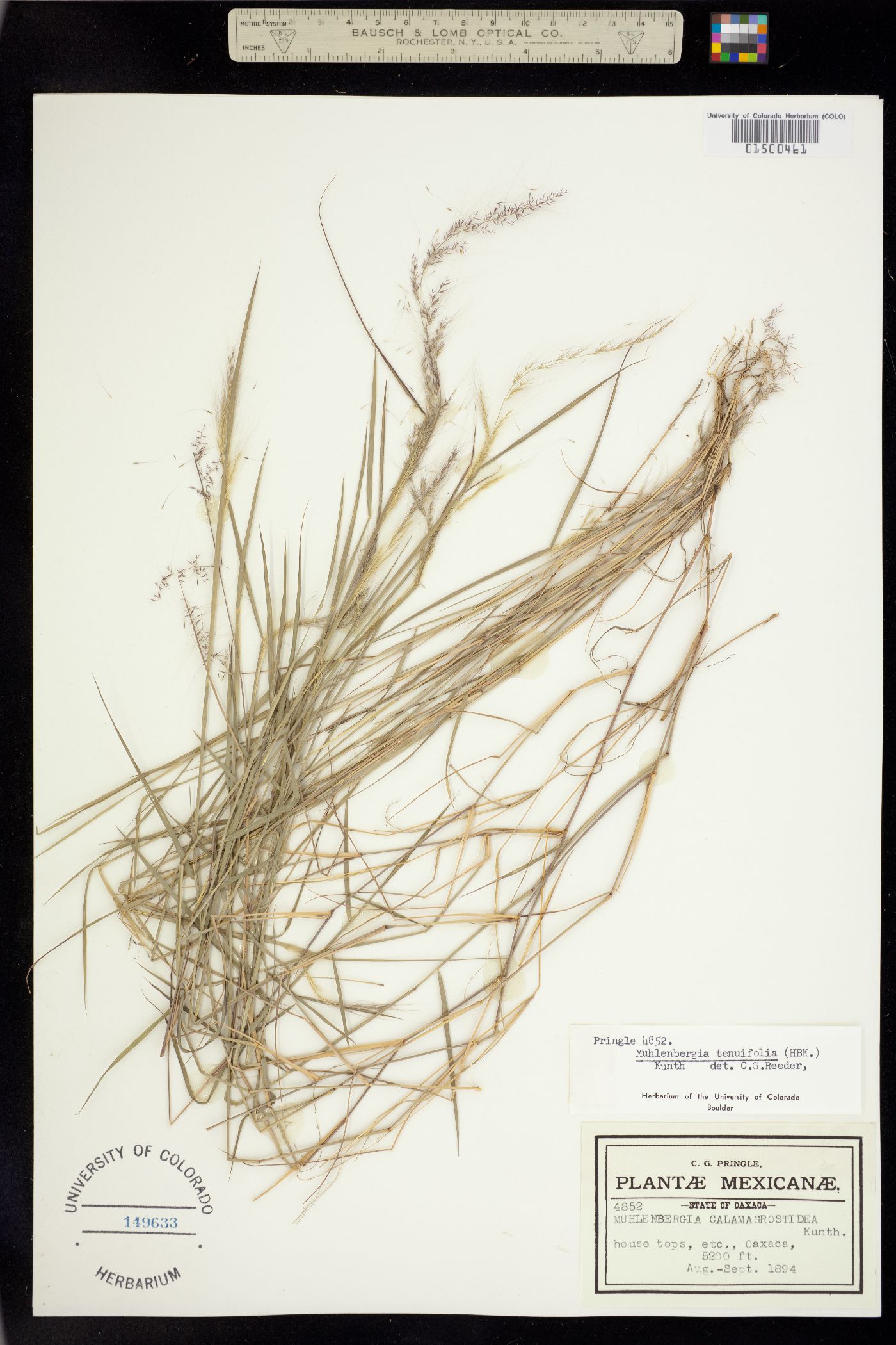 Muhlenbergia tenuifolia image