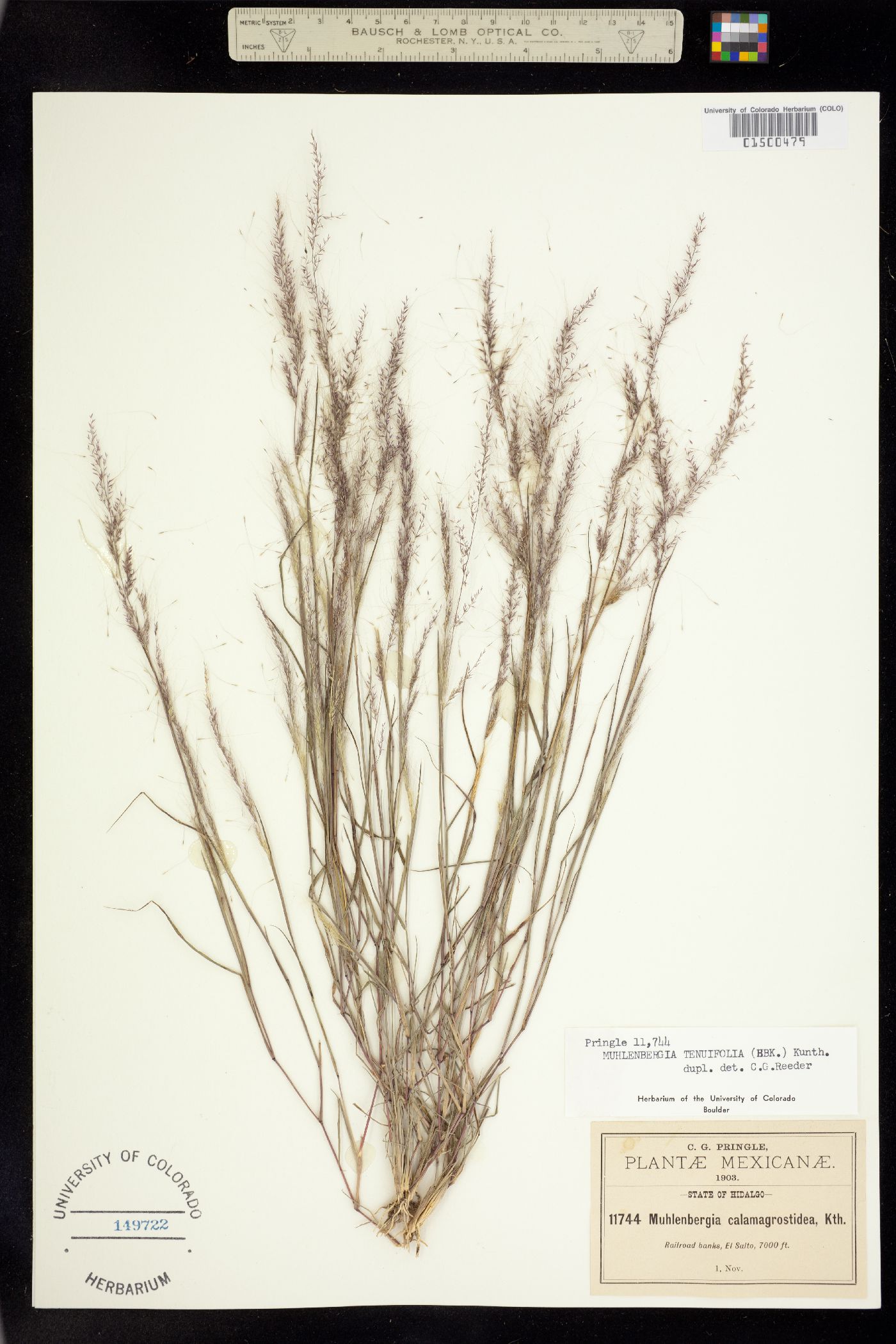 Muhlenbergia tenuifolia image