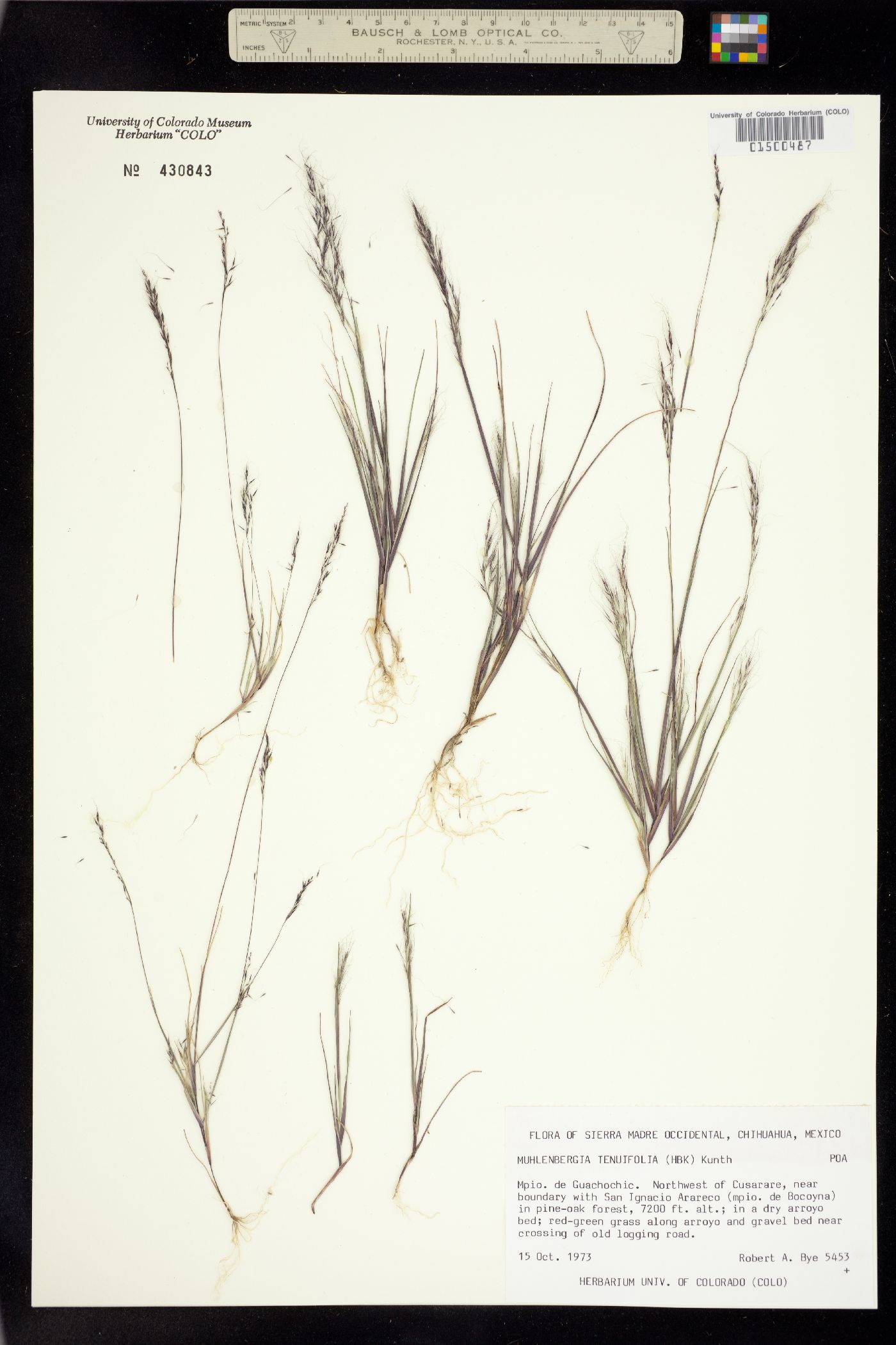 Muhlenbergia tenuifolia image