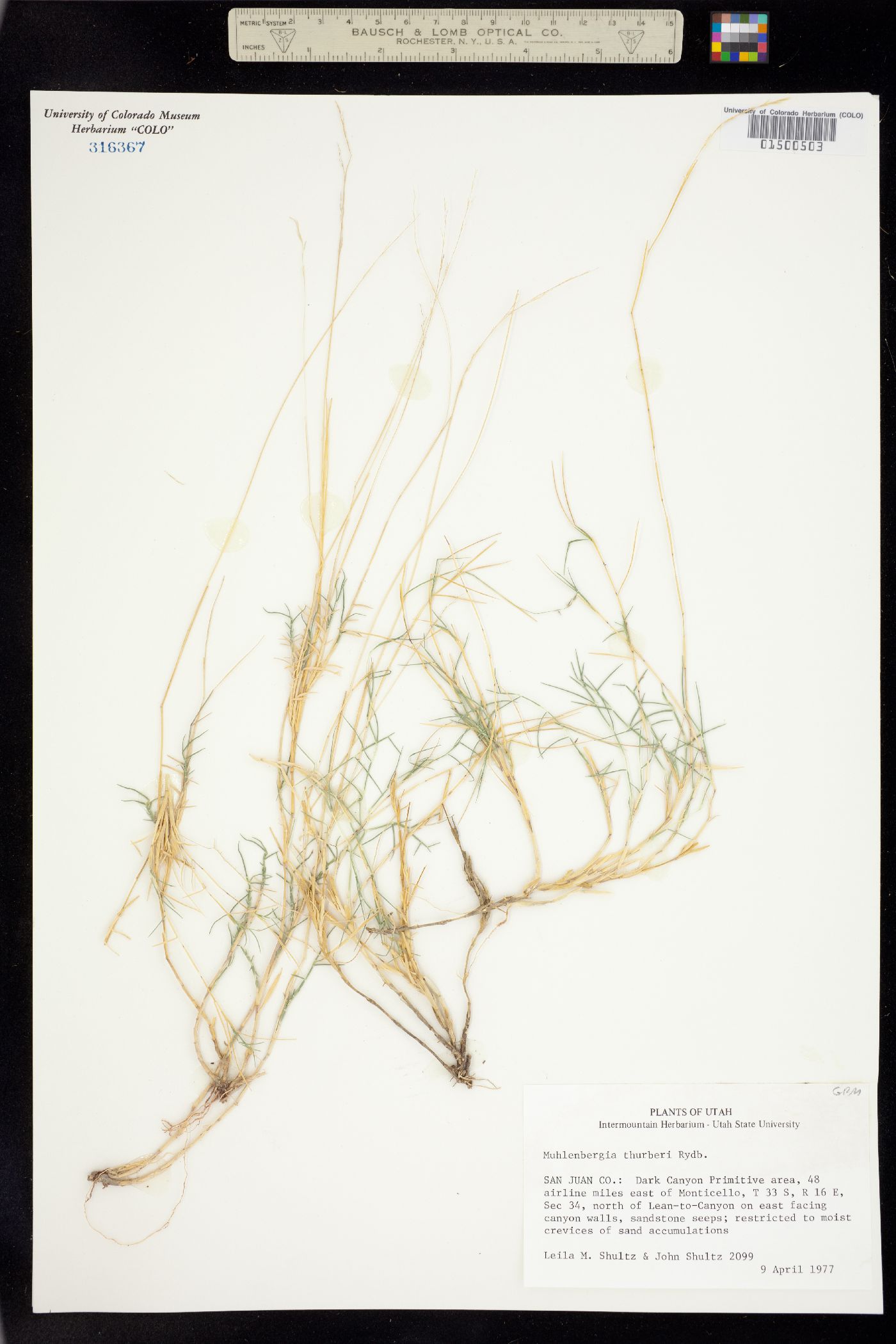 Muhlenbergia thurberi image