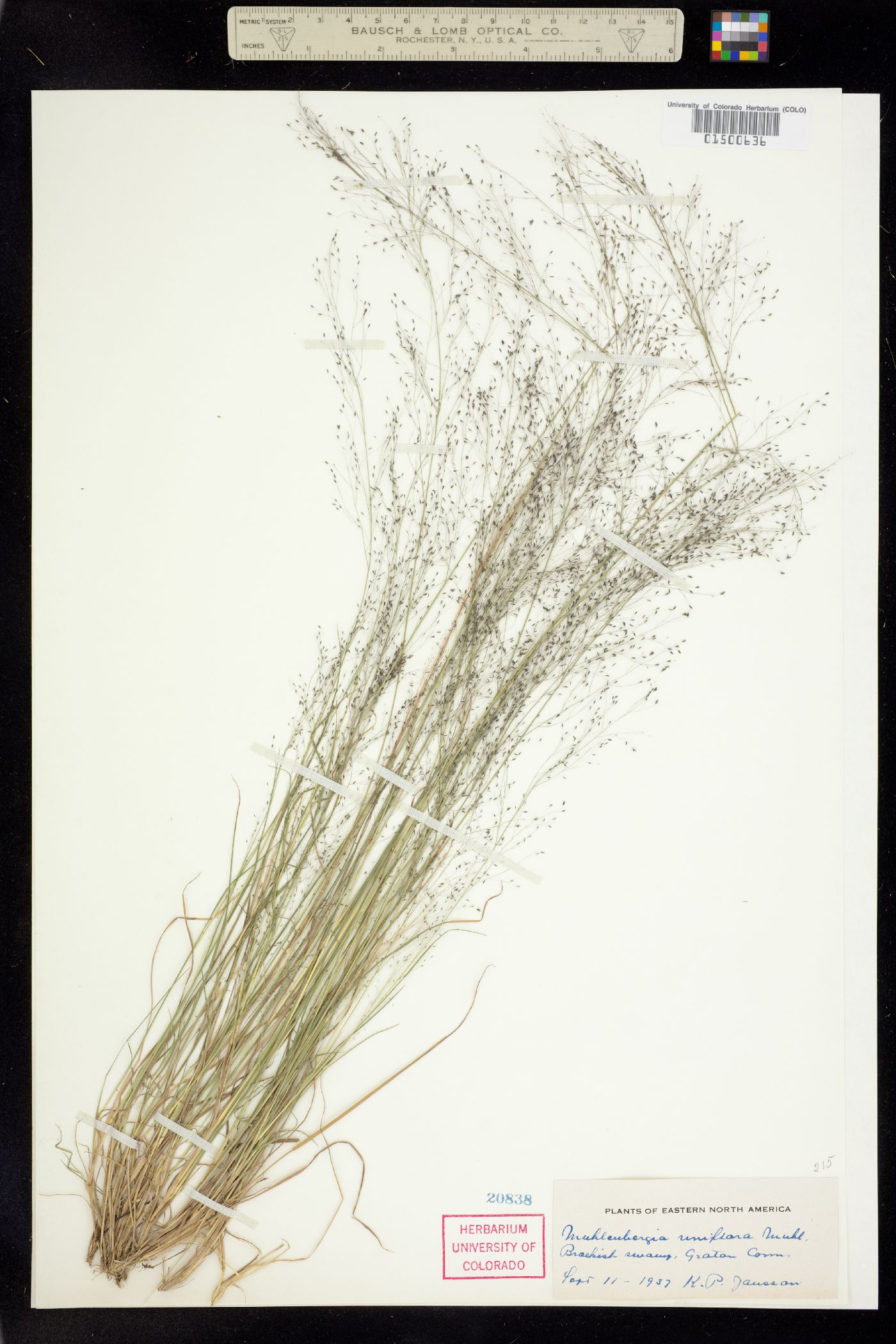 Muhlenbergia uniflora image