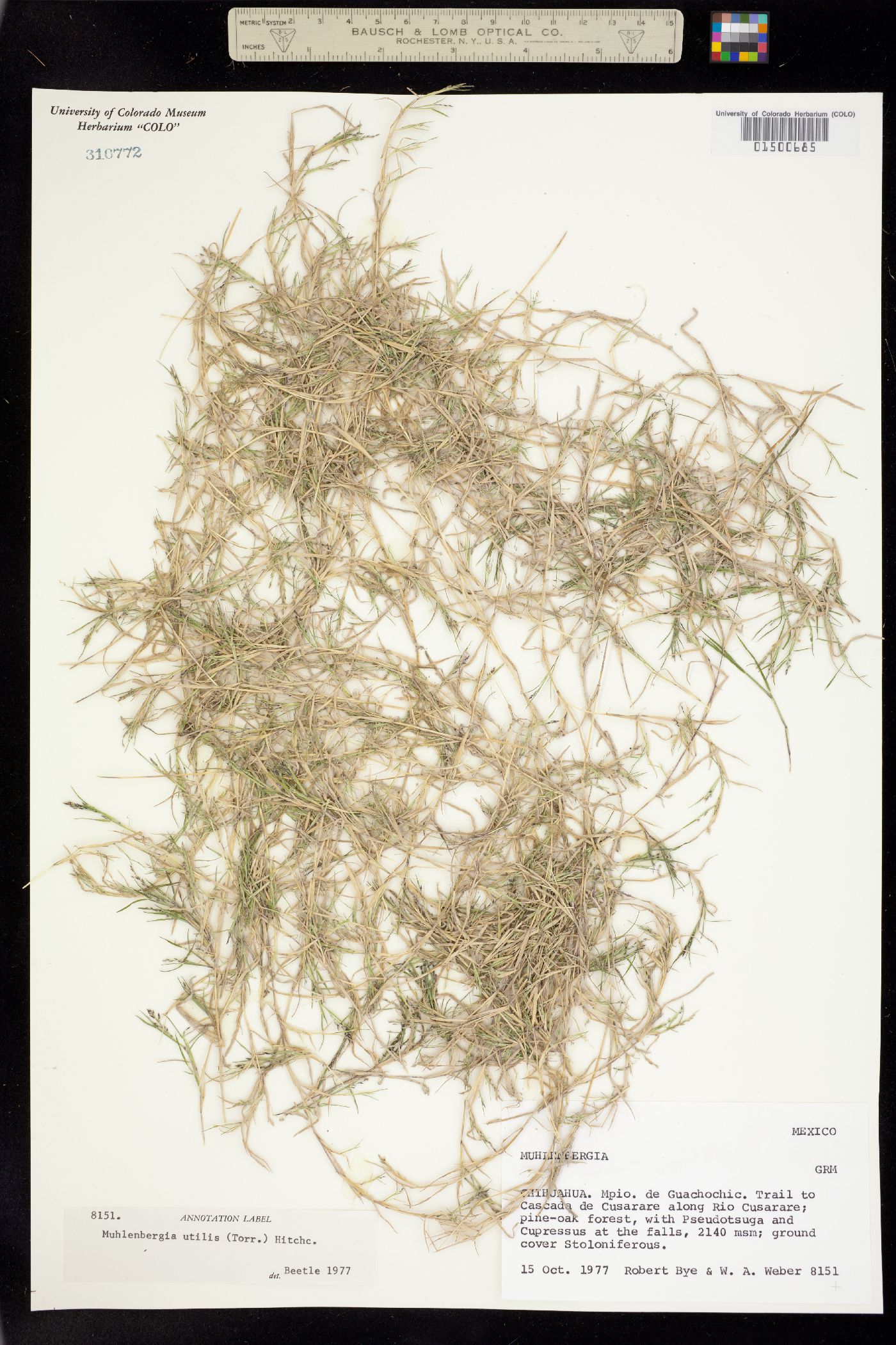 Muhlenbergia utilis image