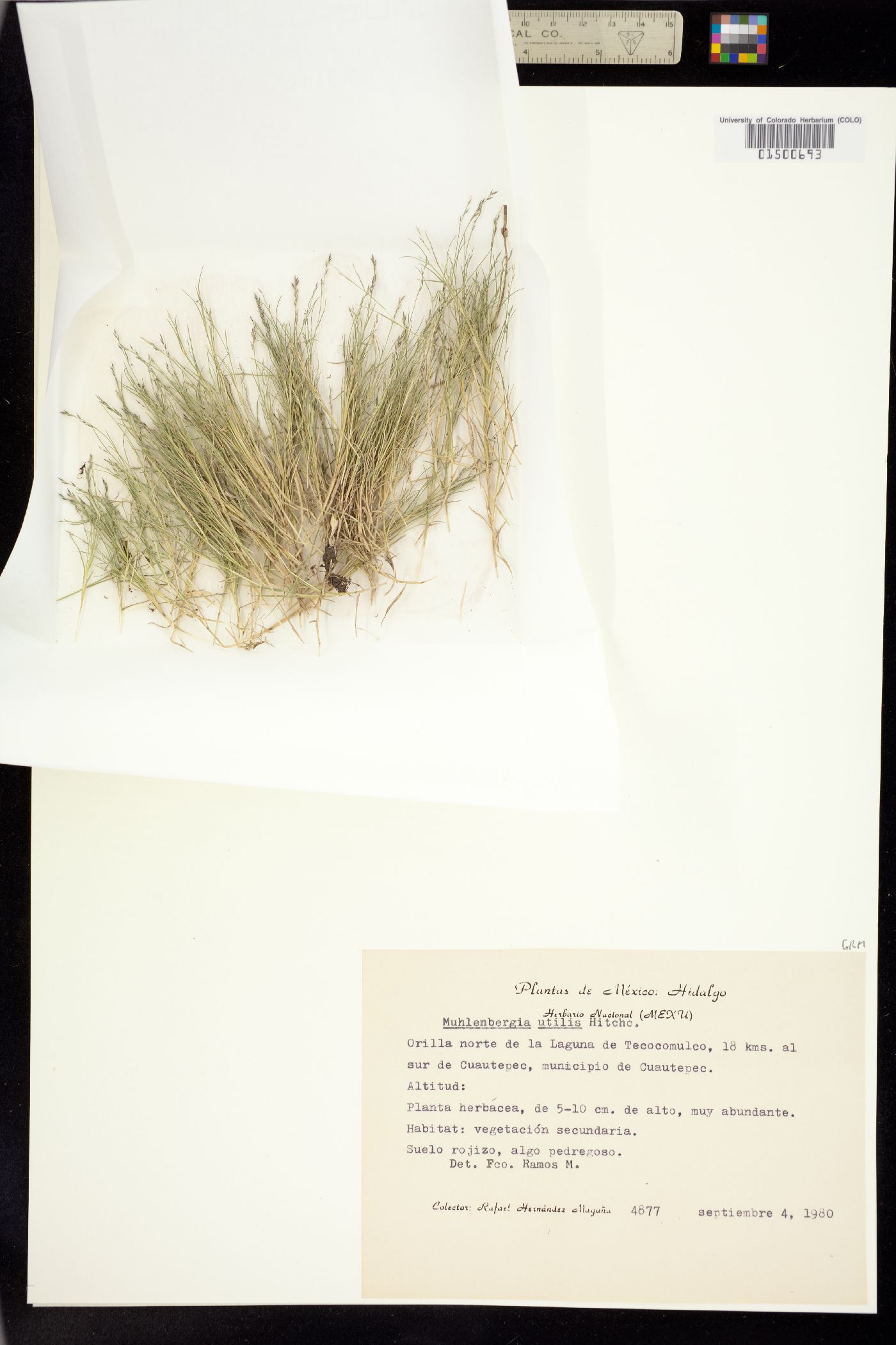 Muhlenbergia utilis image