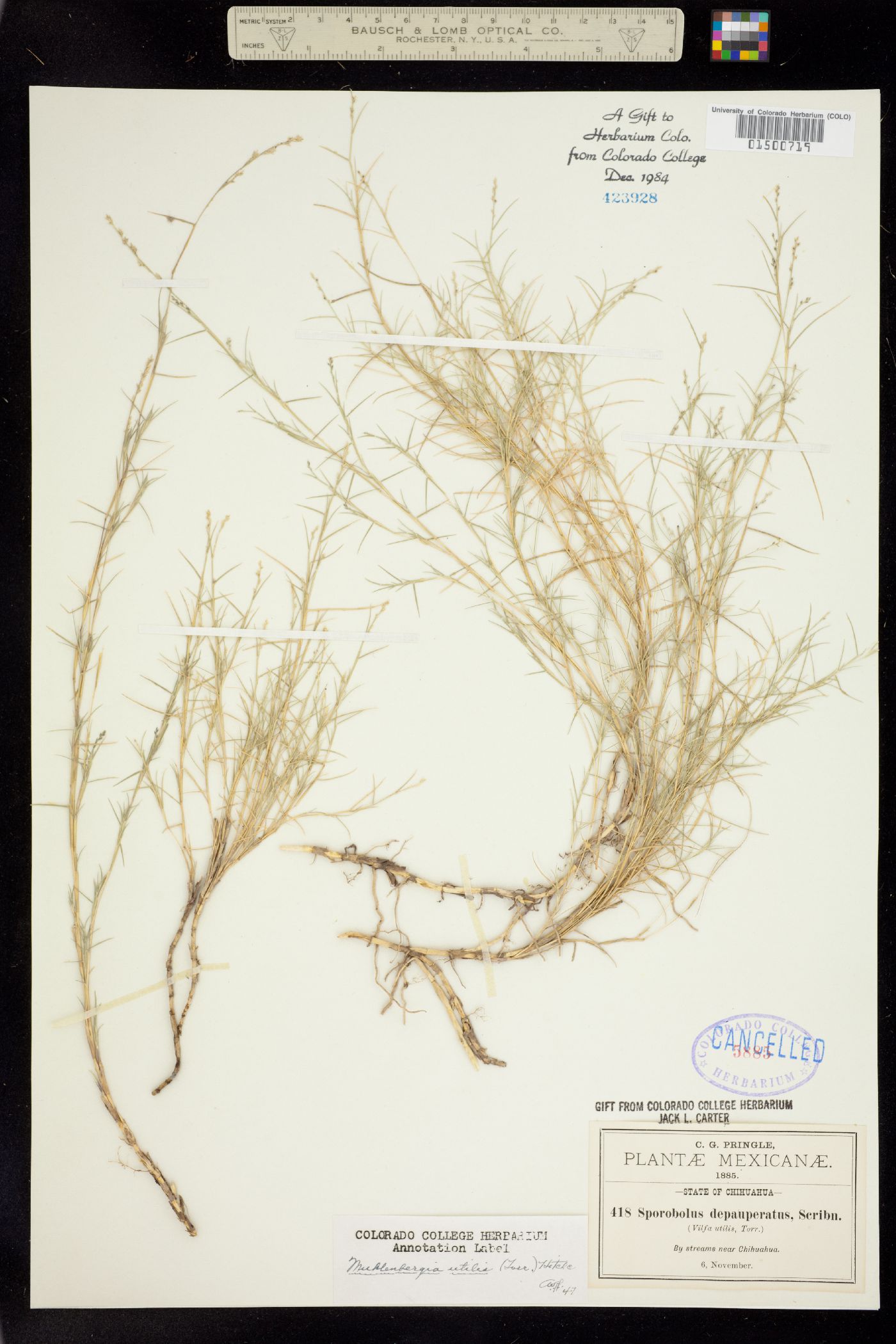 Muhlenbergia utilis image