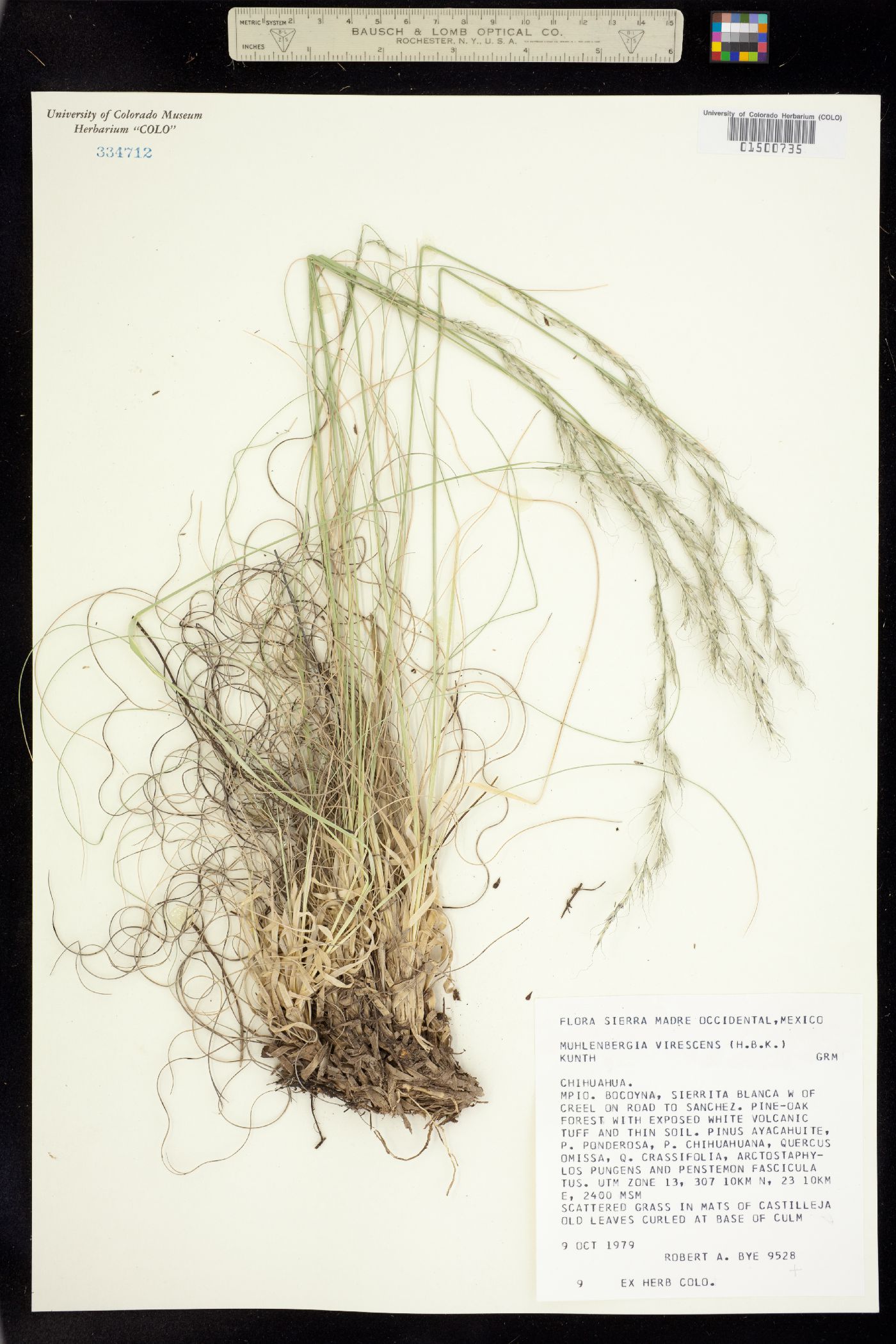 Muhlenbergia virescens image