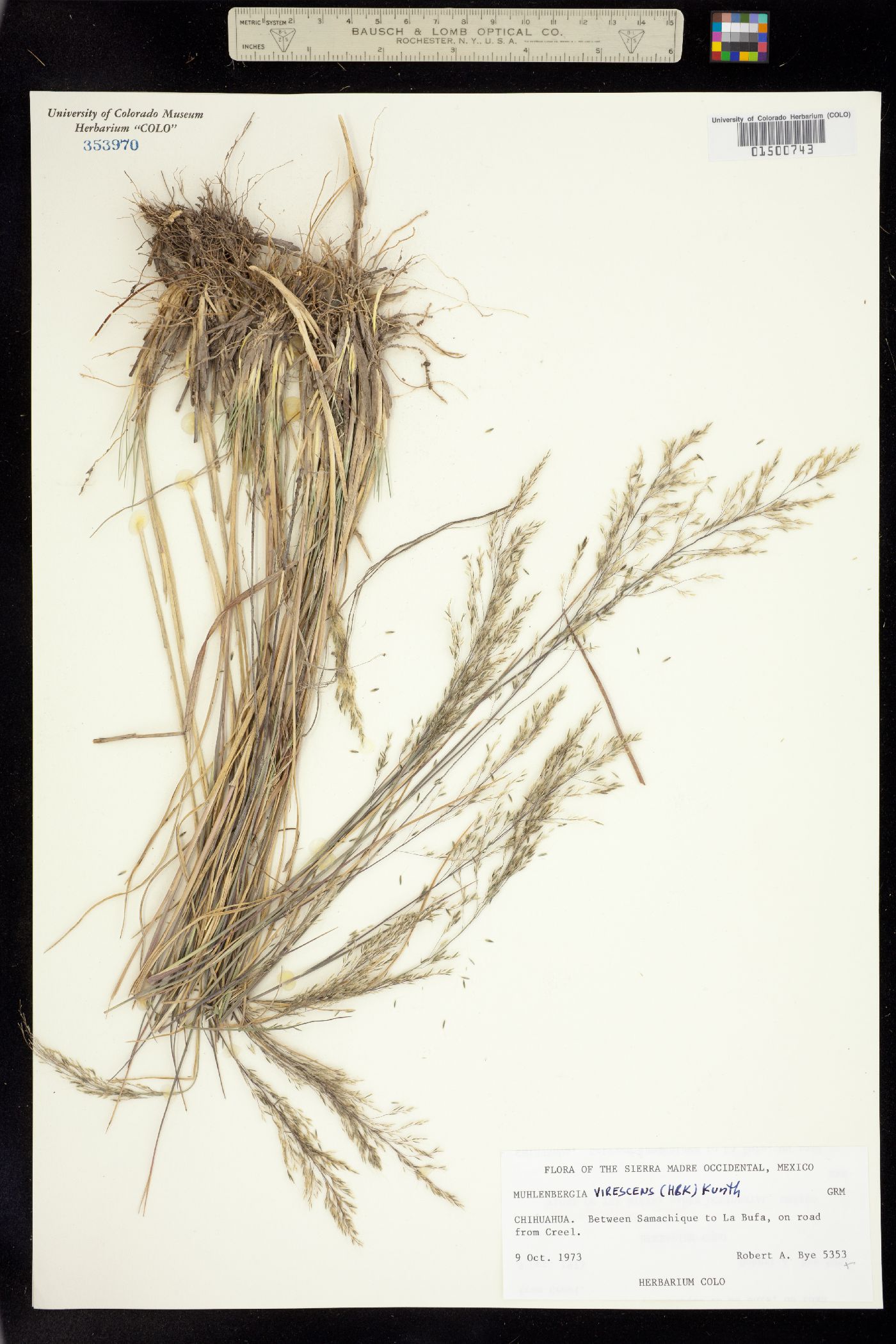 Muhlenbergia virescens image