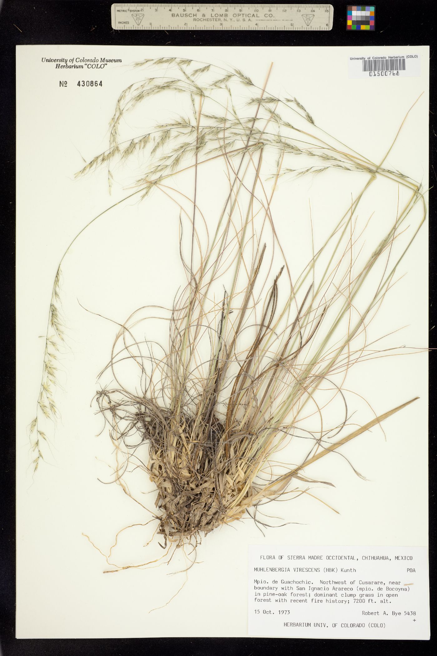 Muhlenbergia virescens image