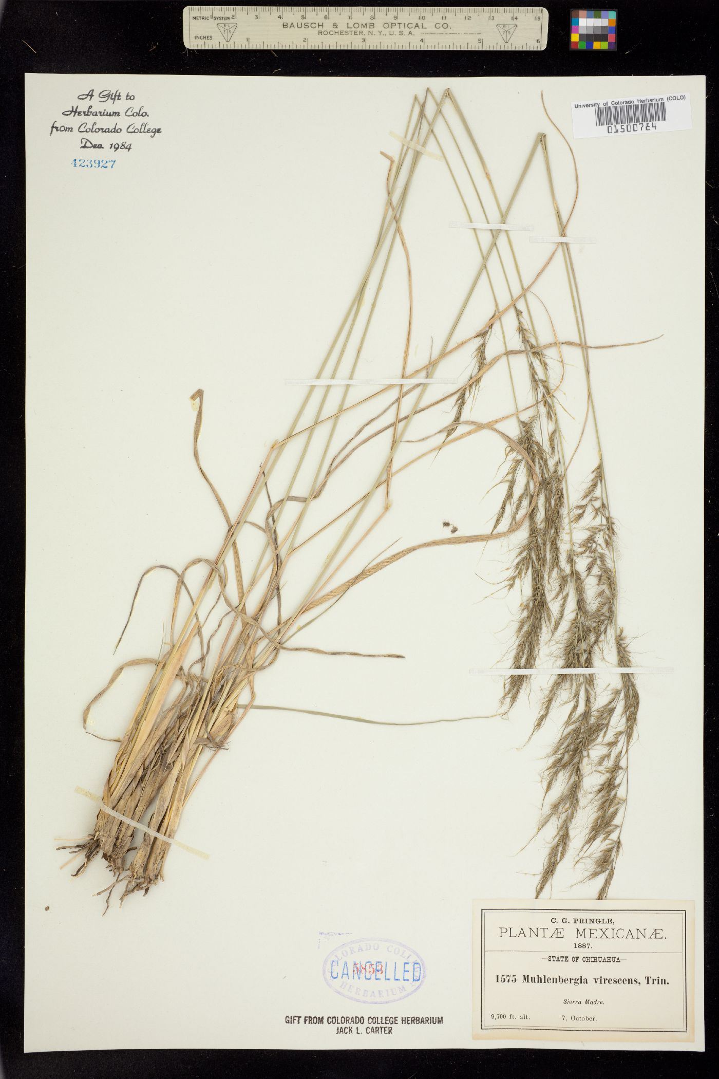 Muhlenbergia virescens image