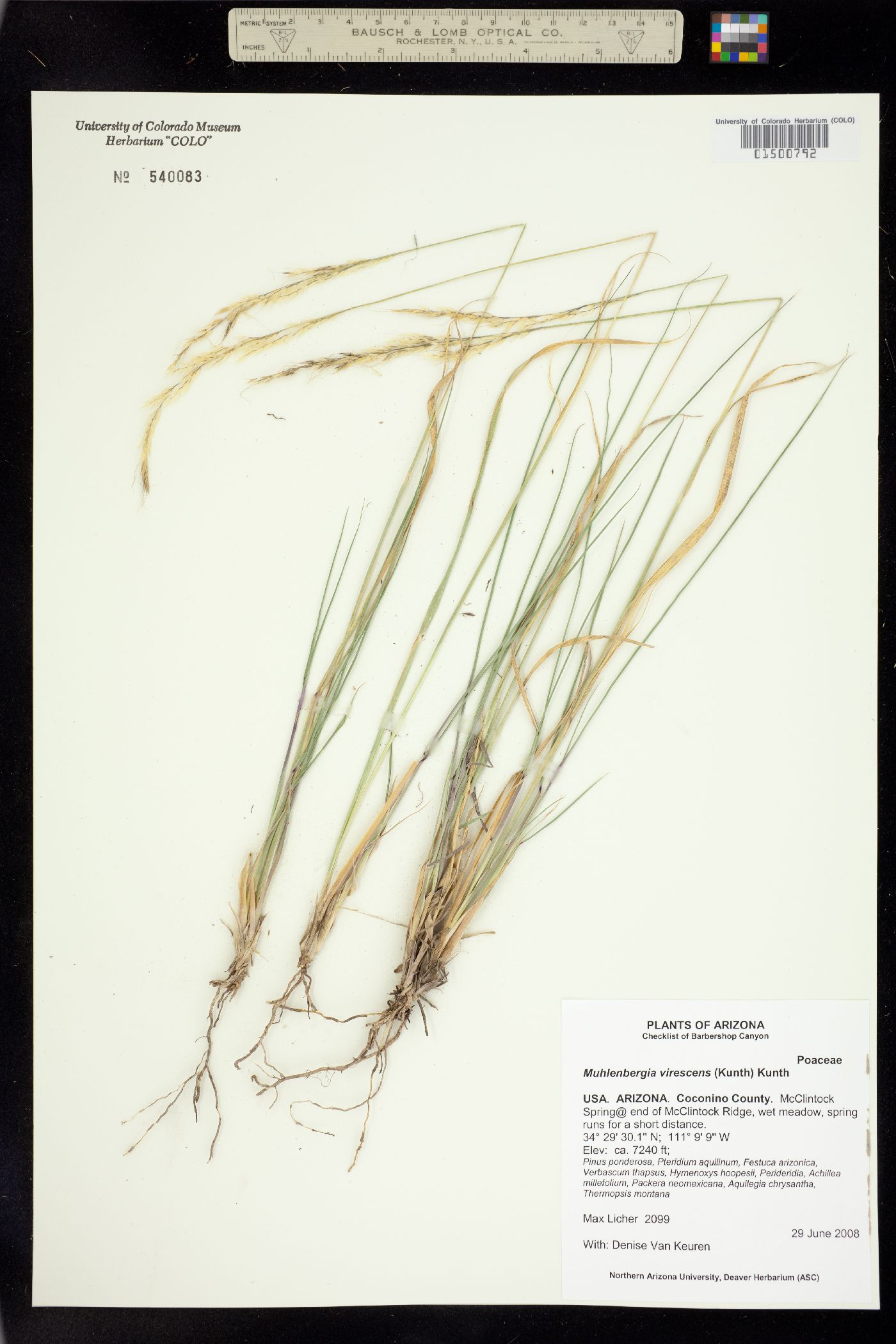 Muhlenbergia virescens image