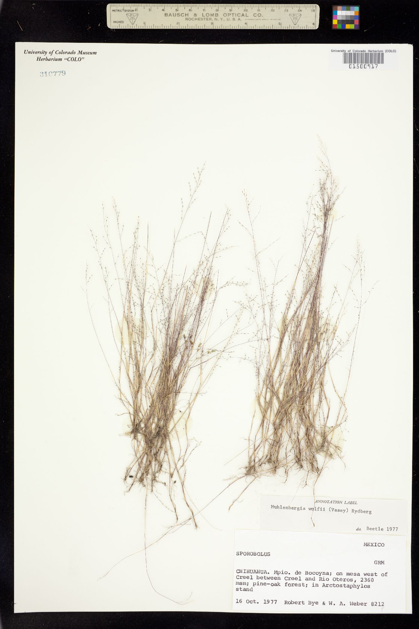 Muhlenbergia ramulosa image