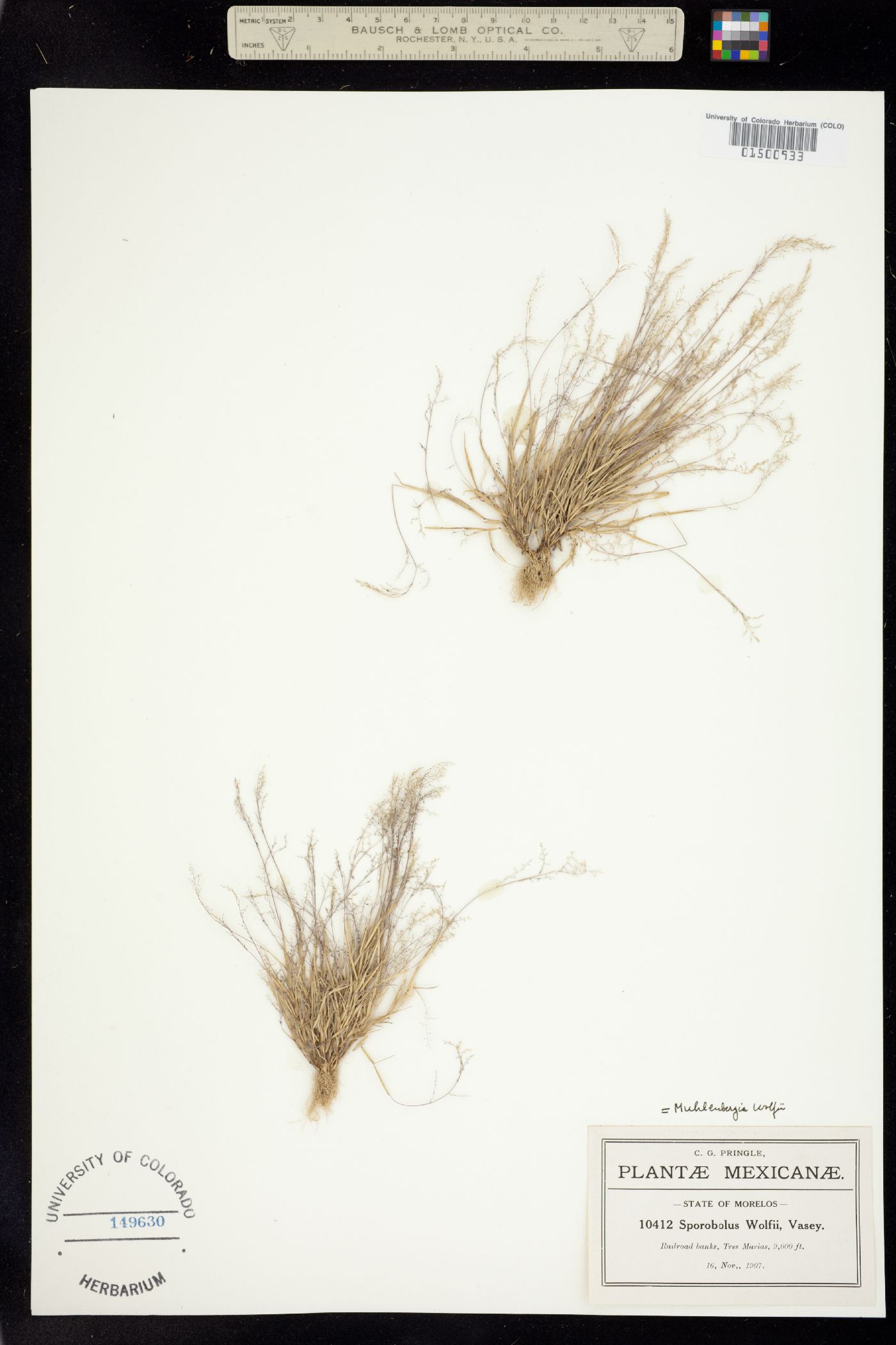 Muhlenbergia ramulosa image