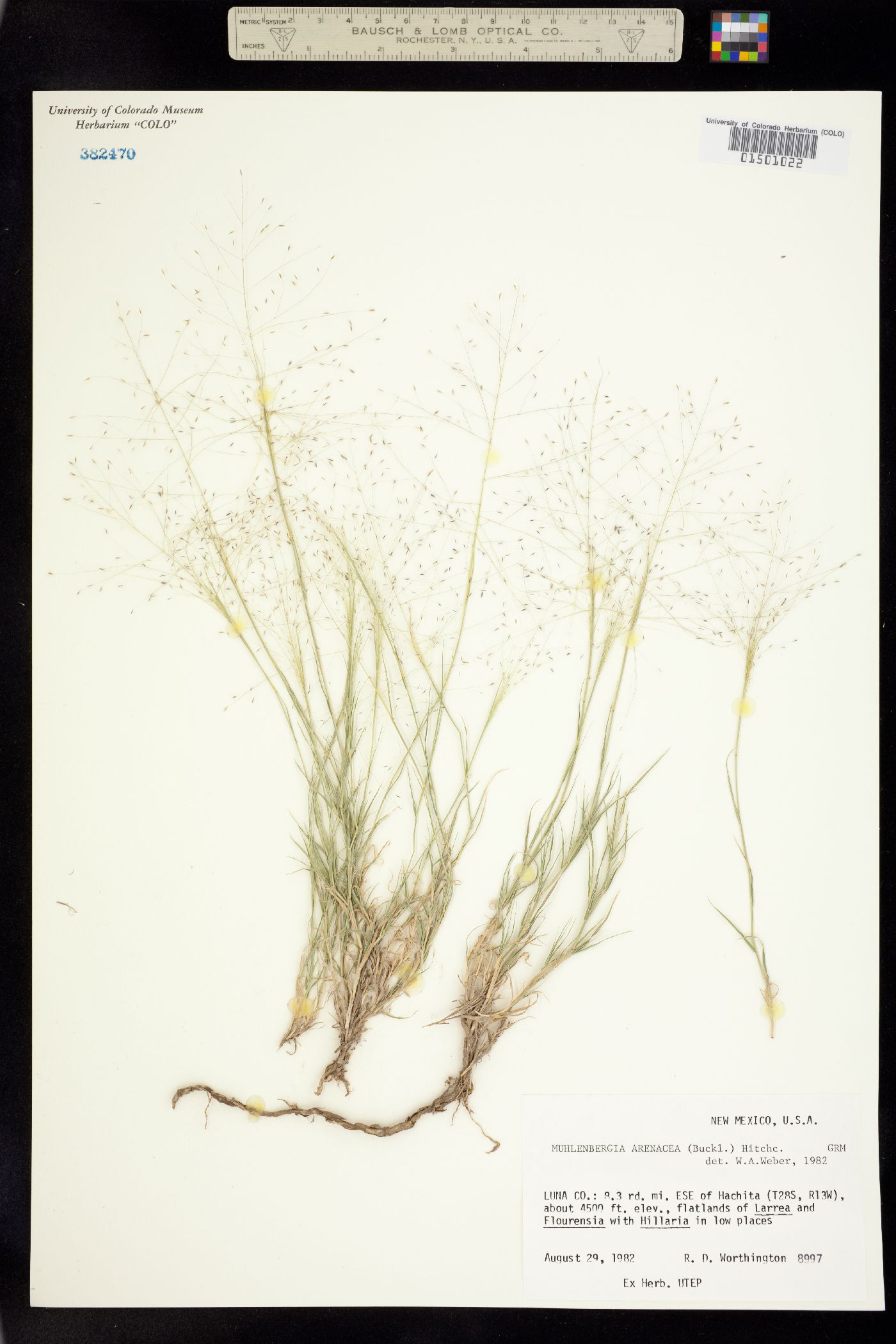 Muhlenbergia arenacea image
