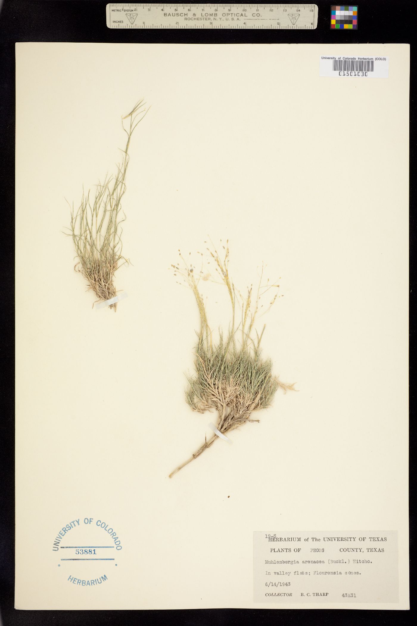 Muhlenbergia arenacea image