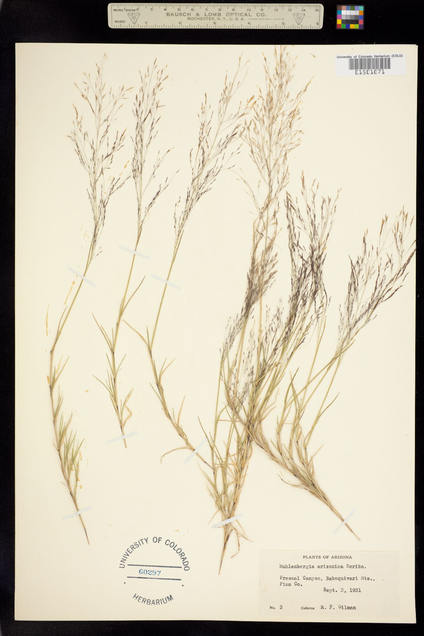 Muhlenbergia arizonica image