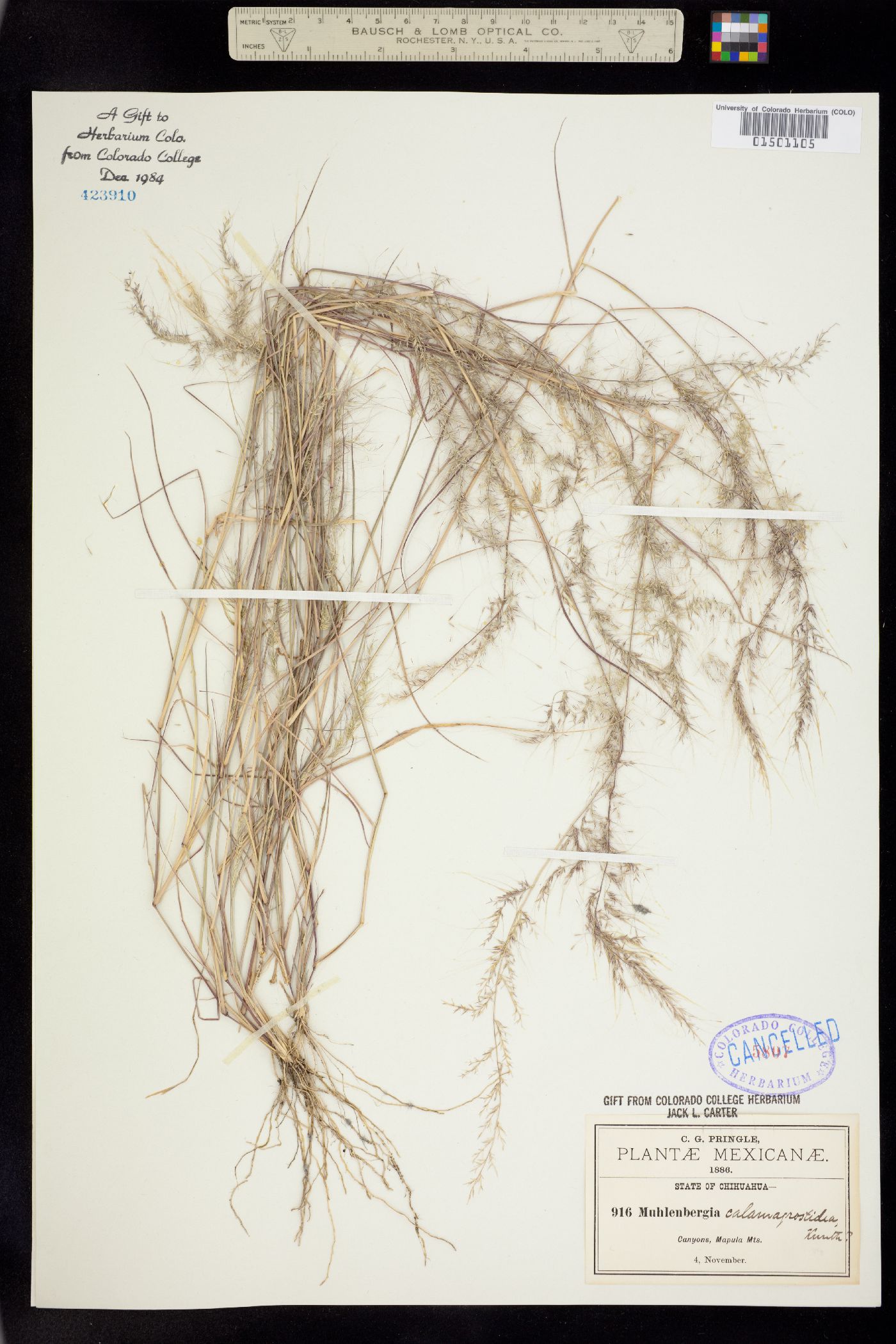 Muhlenbergia tenuifolia image