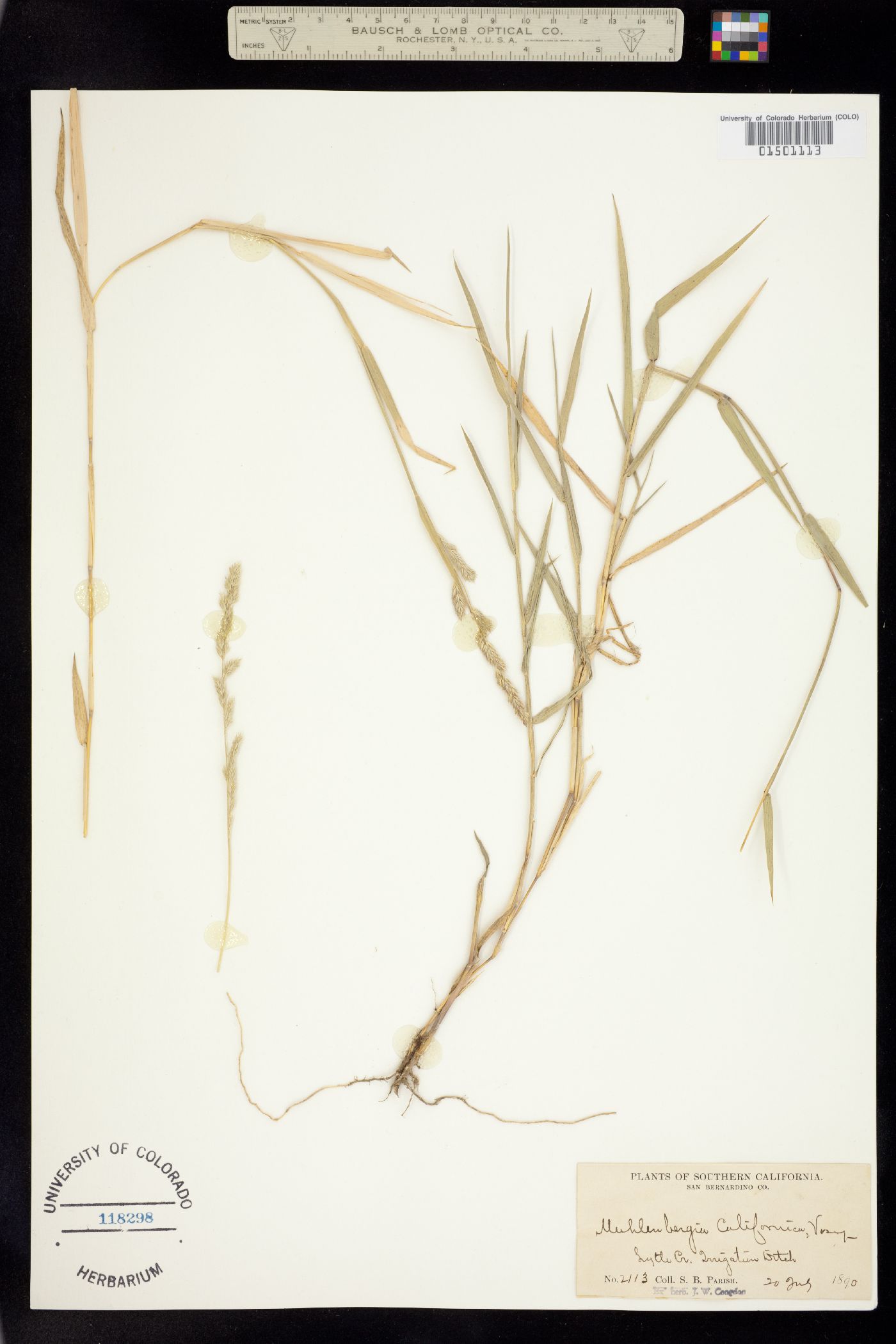 Muhlenbergia californica image