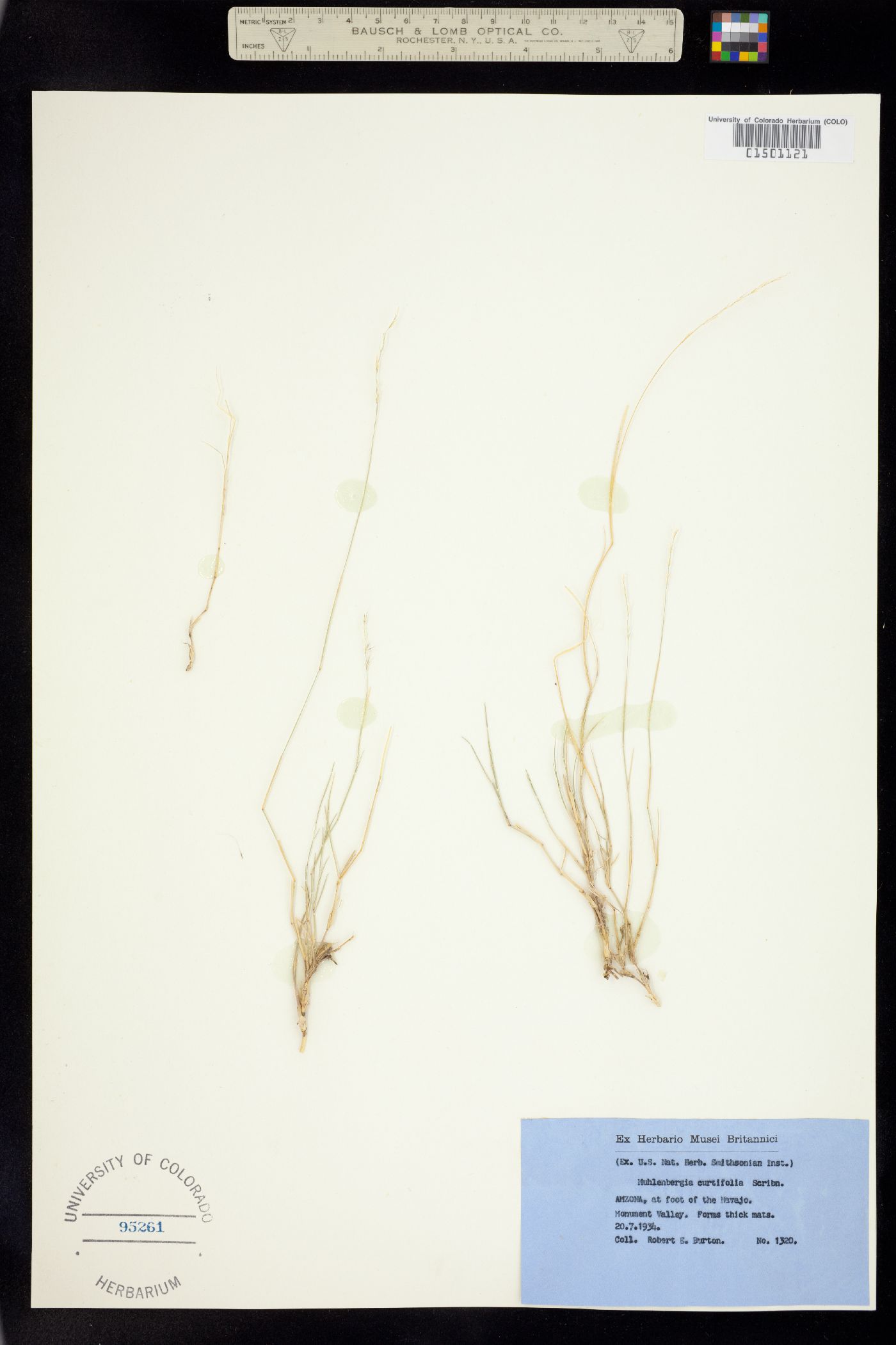 Muhlenbergia curtifolia image