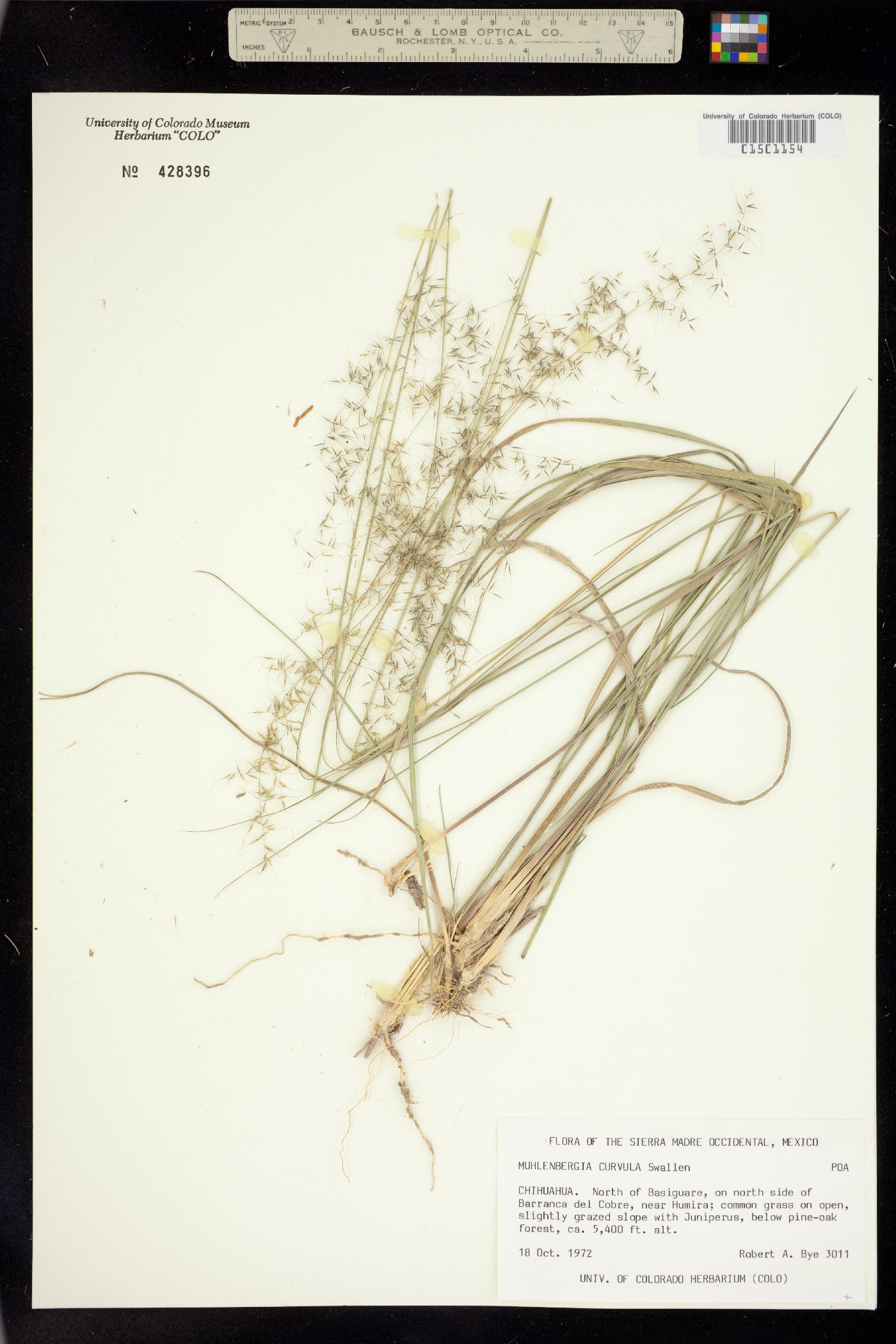 Muhlenbergia curvula image