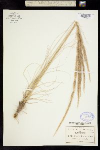 Image of Muhlenbergia elongata