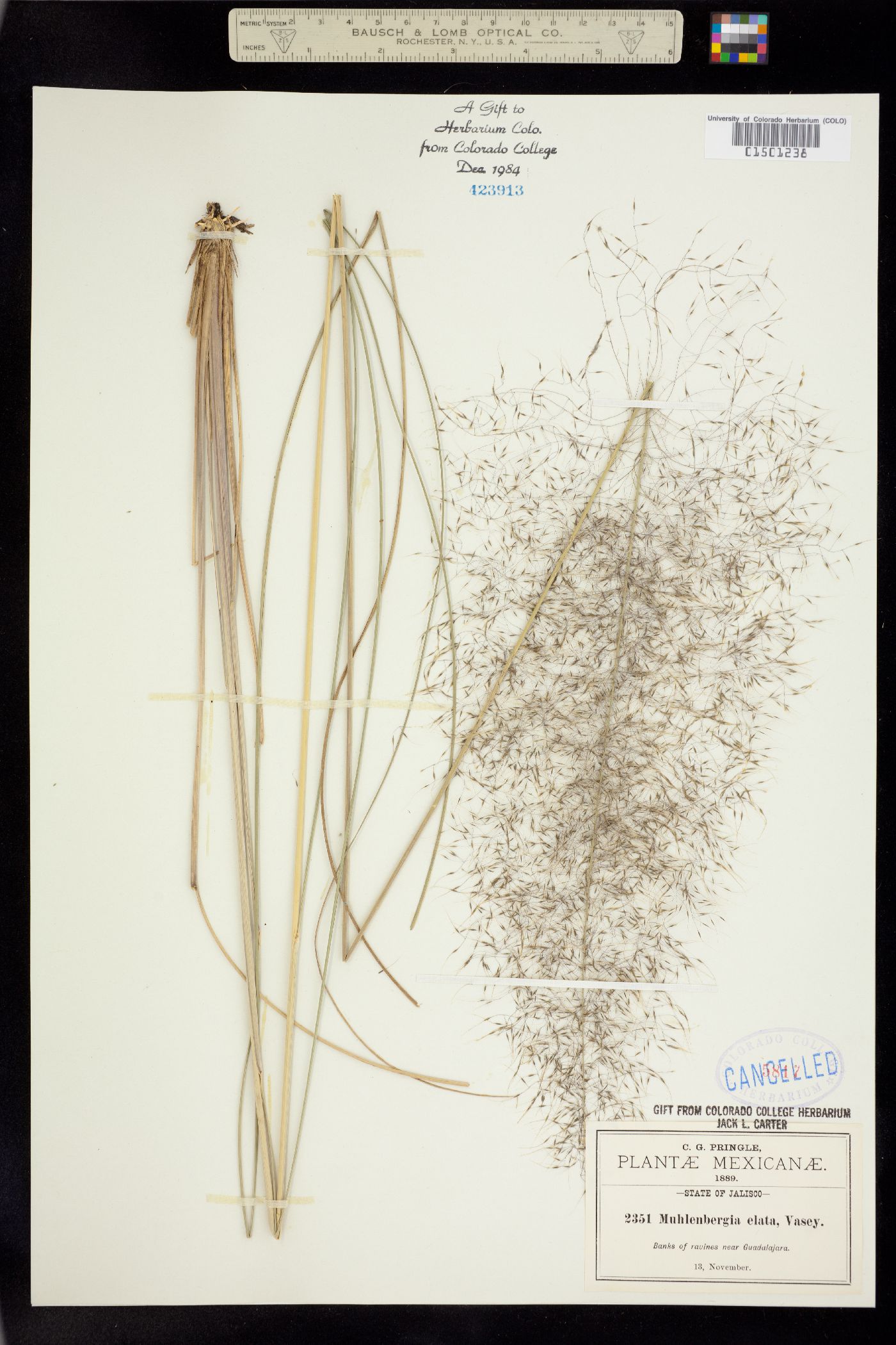 Muhlenbergia stricta image