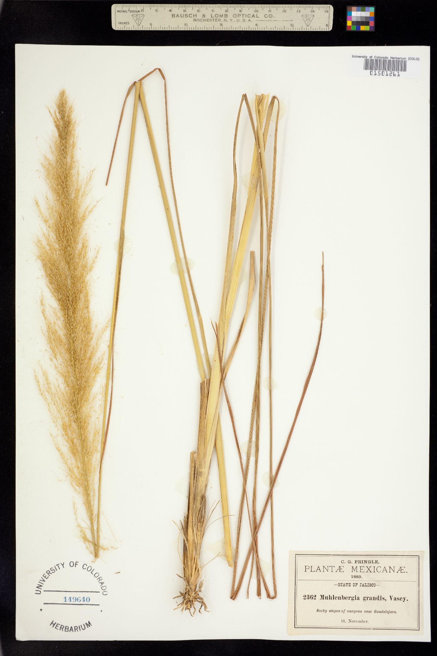 Muhlenbergia grandis image