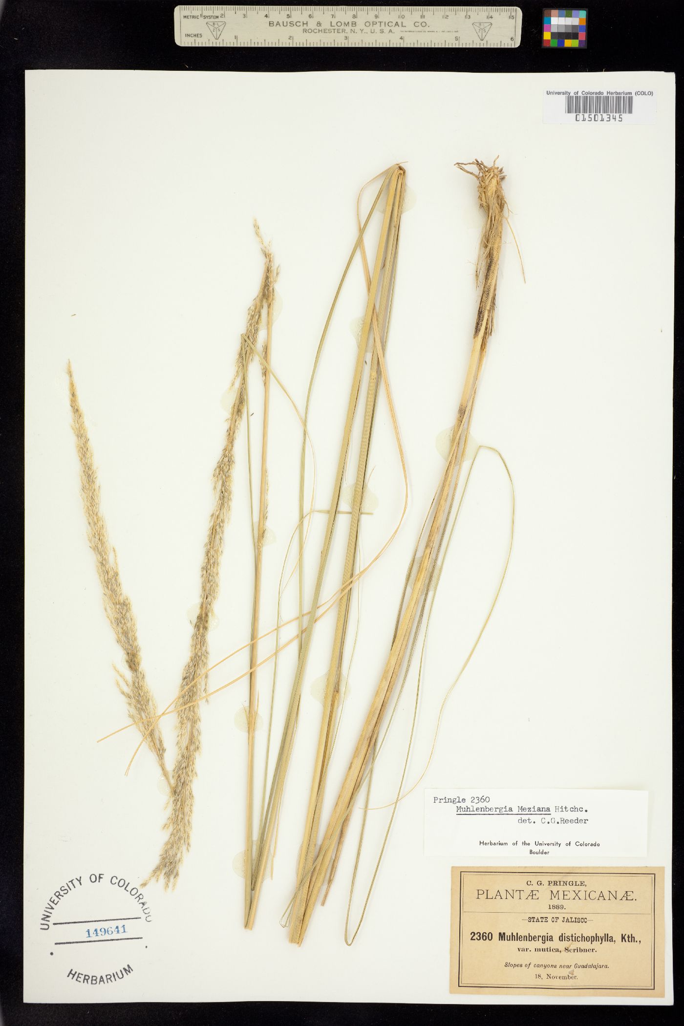 Muhlenbergia robusta image