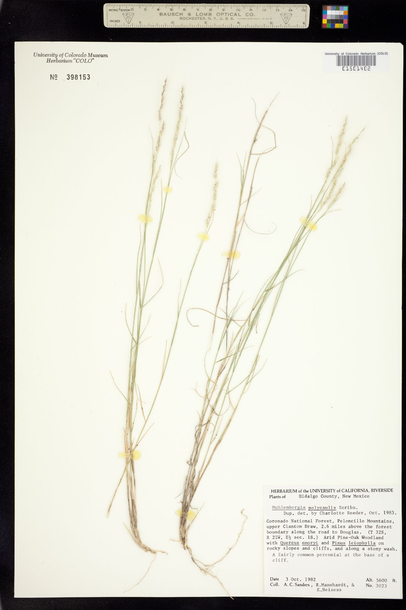 Muhlenbergia polycaulis image