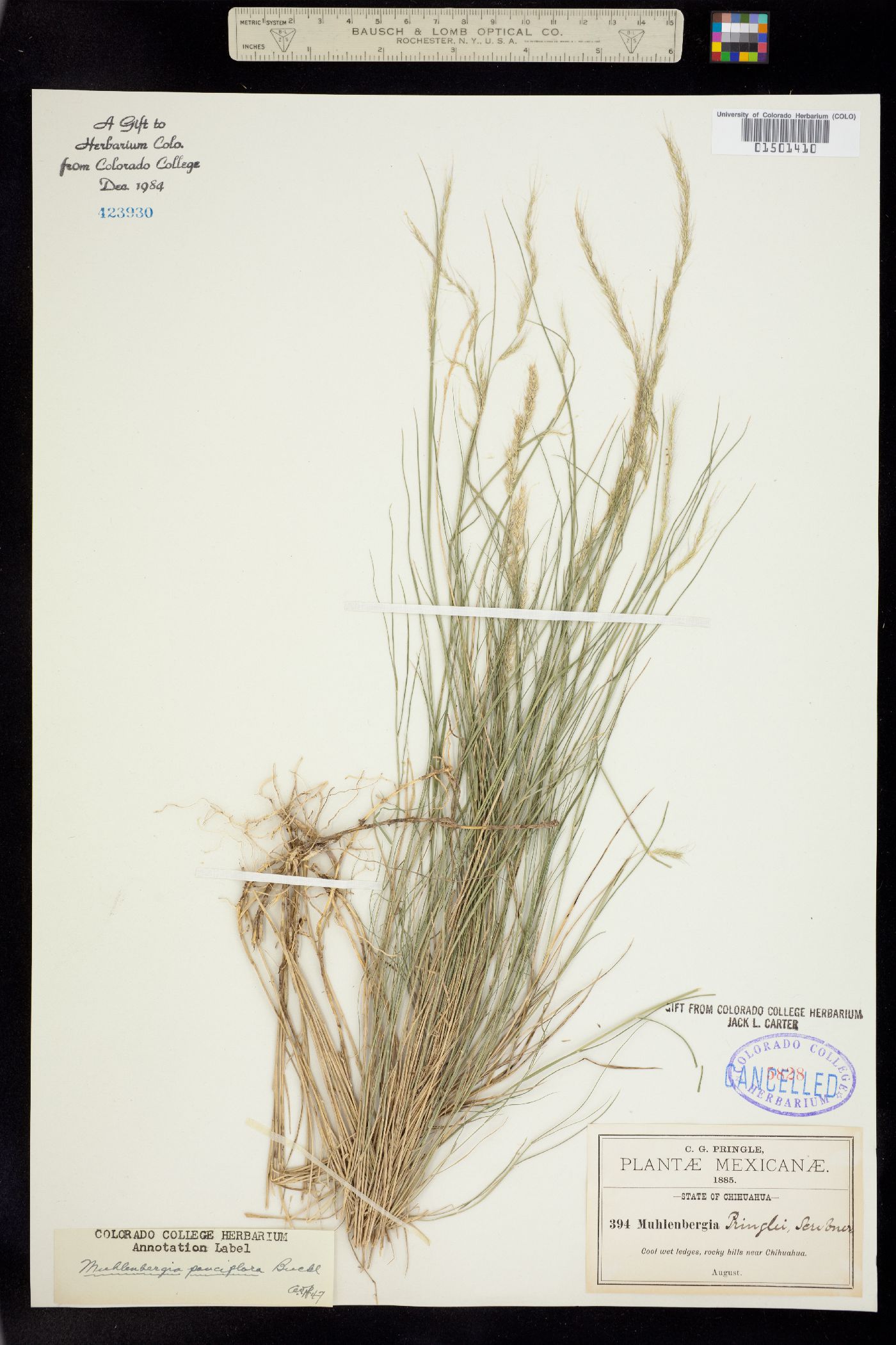 Muhlenbergia pauciflora image