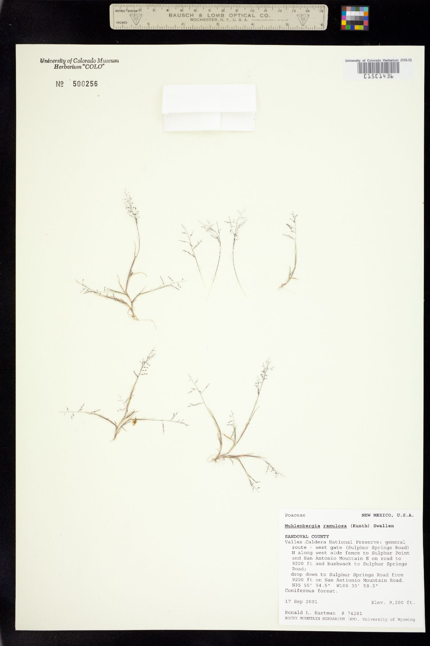 Muhlenbergia ramulosa image