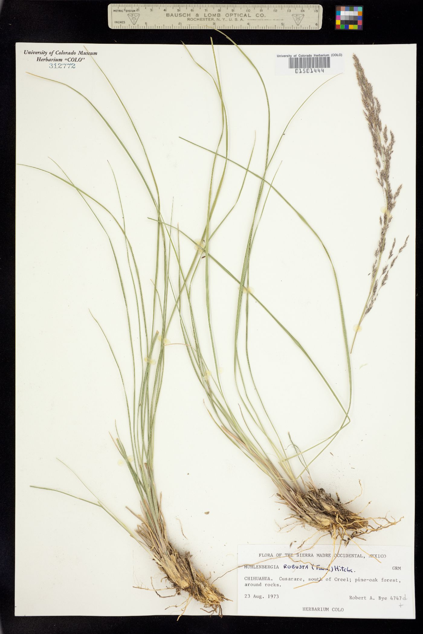 Muhlenbergia robusta image