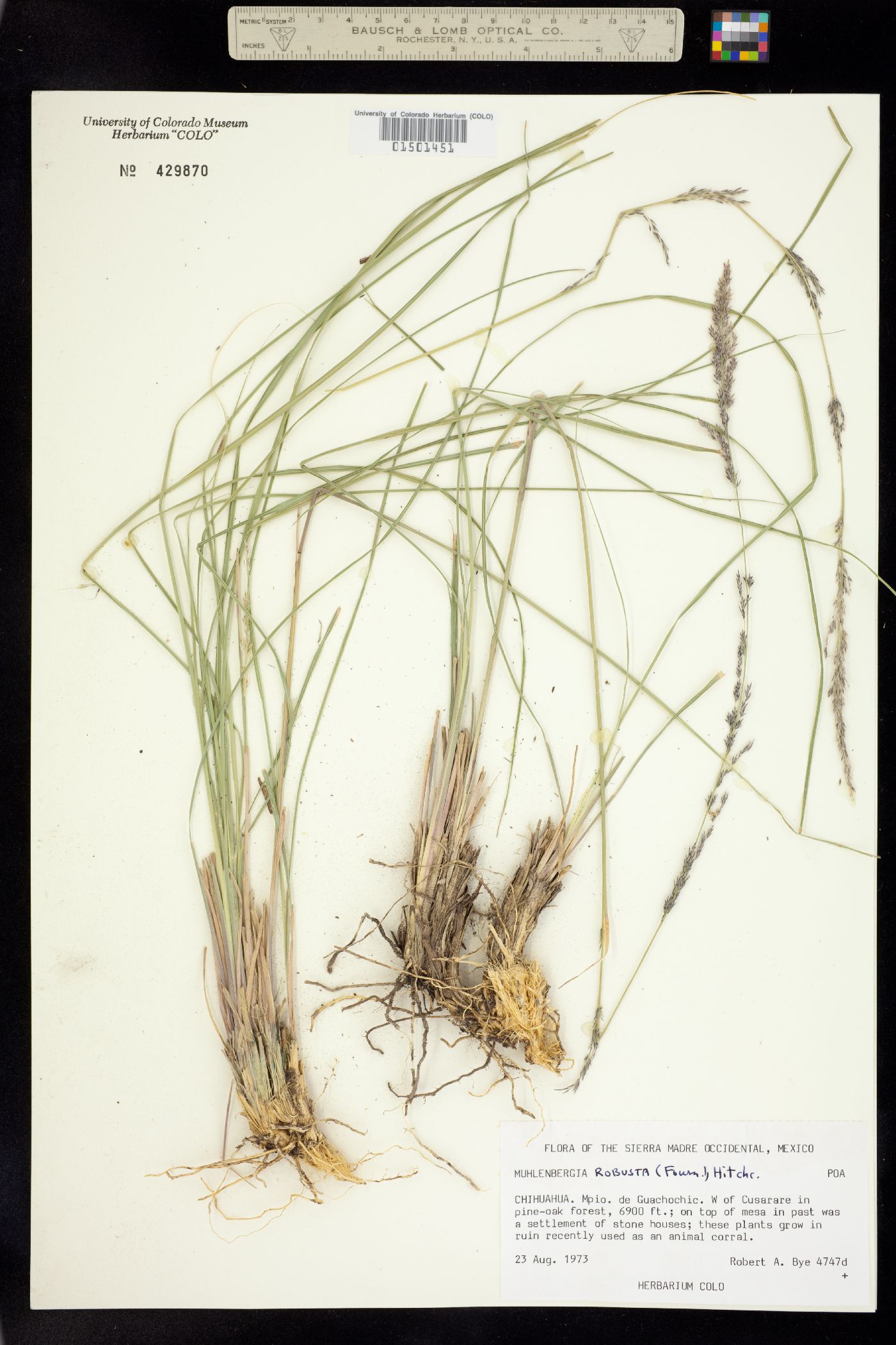 Muhlenbergia robusta image