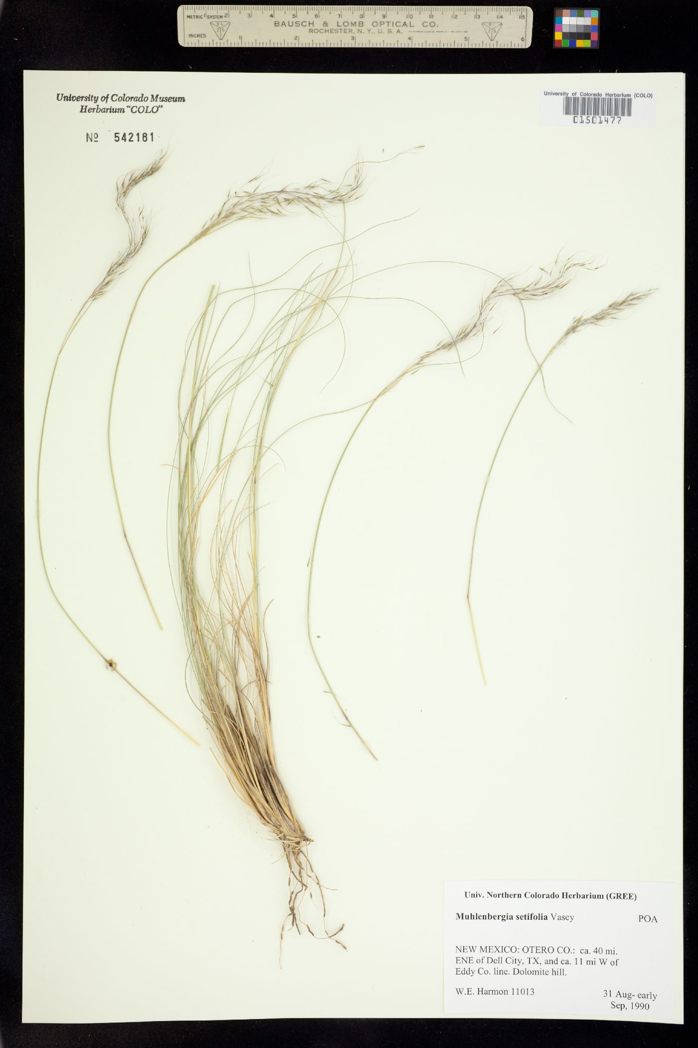 Muhlenbergia setifolia image