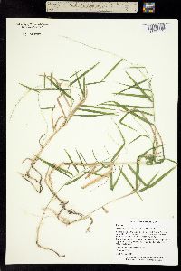 Image of Muhlenbergia sylvatica