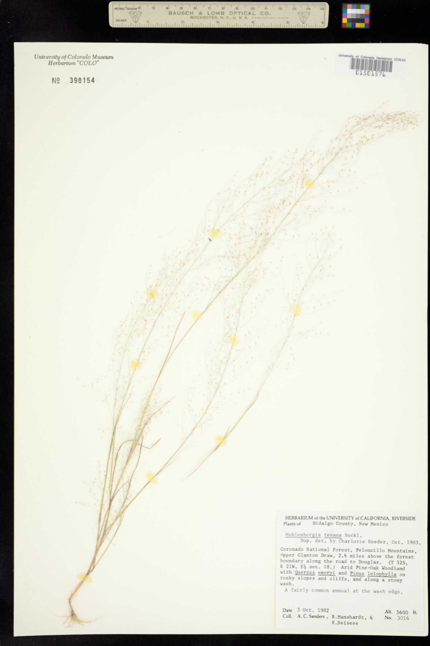 Muhlenbergia texana image