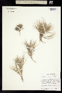 Image of Muhlenbergia villiflora